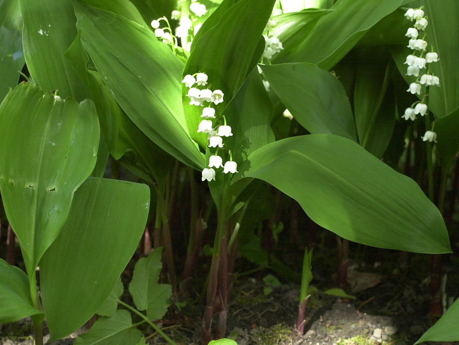 convallaria_maialis2md