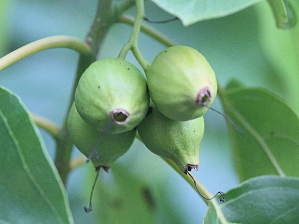cordia_subcordata4md