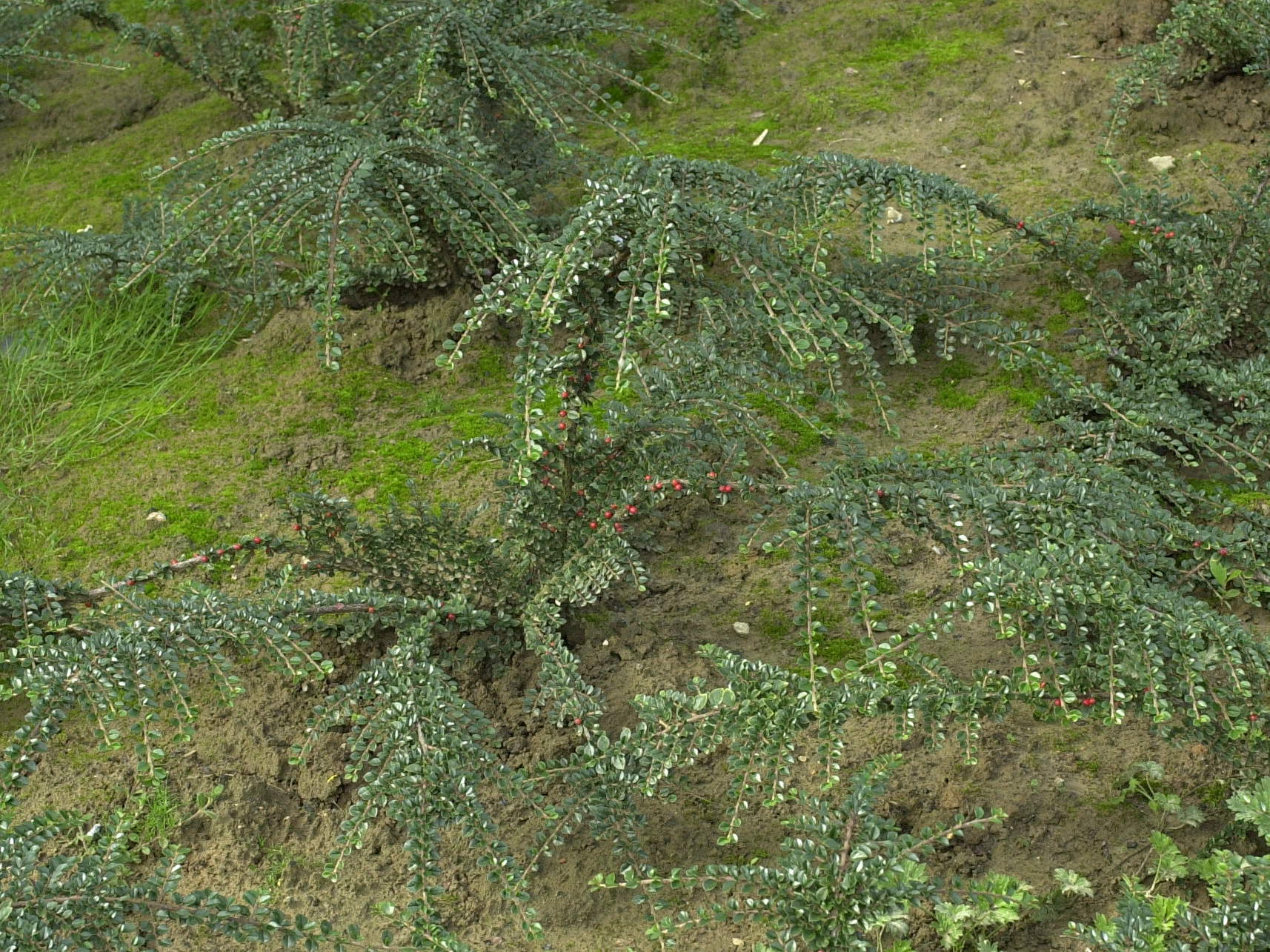 cotoneaster_horizontalis1md