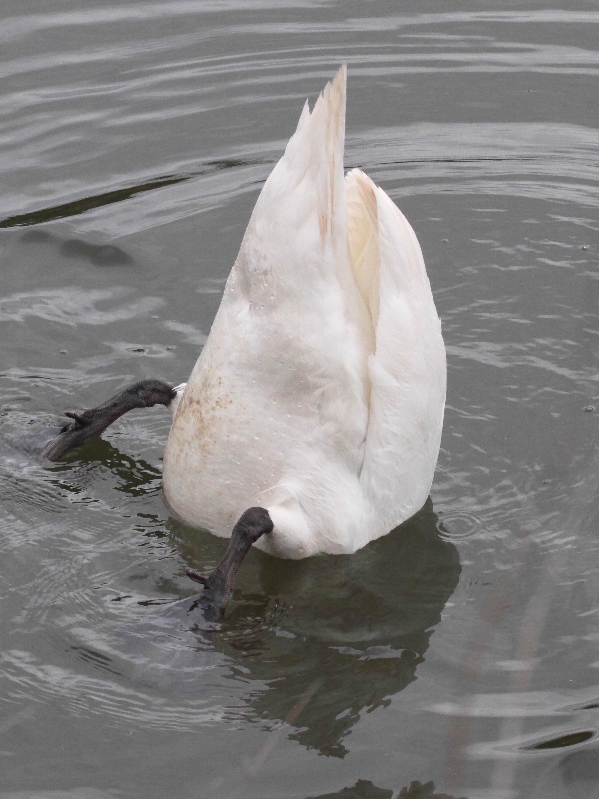 cygne_tubercule_-_cygnus_olor8bd