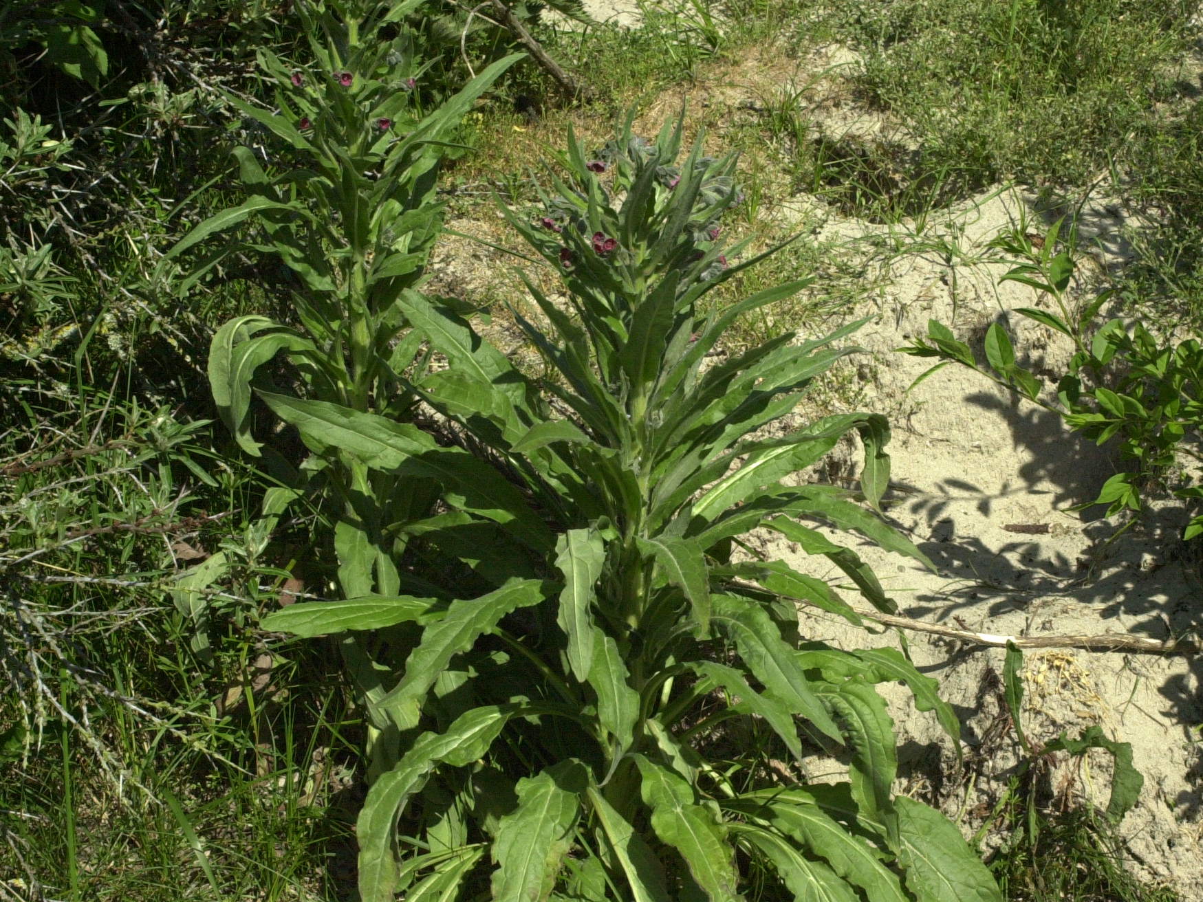 Afficher le média cynoglossum_officinale1amd cynoglossum_officinale1amd