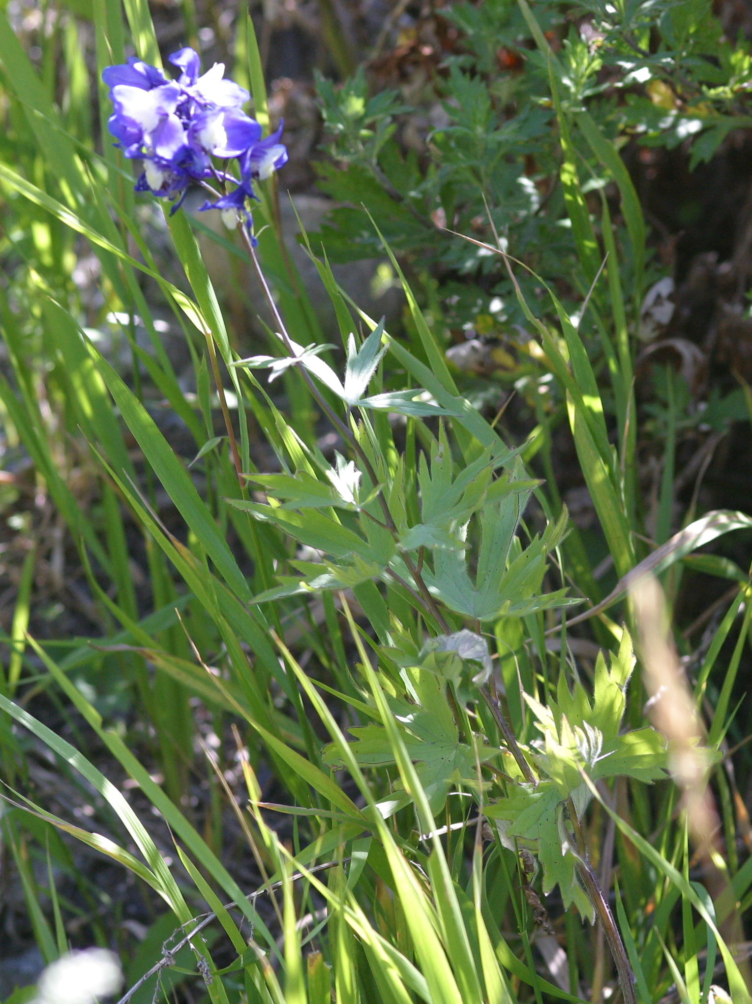 Afficher le média delphinium_elatum1md delphinium_elatum1md