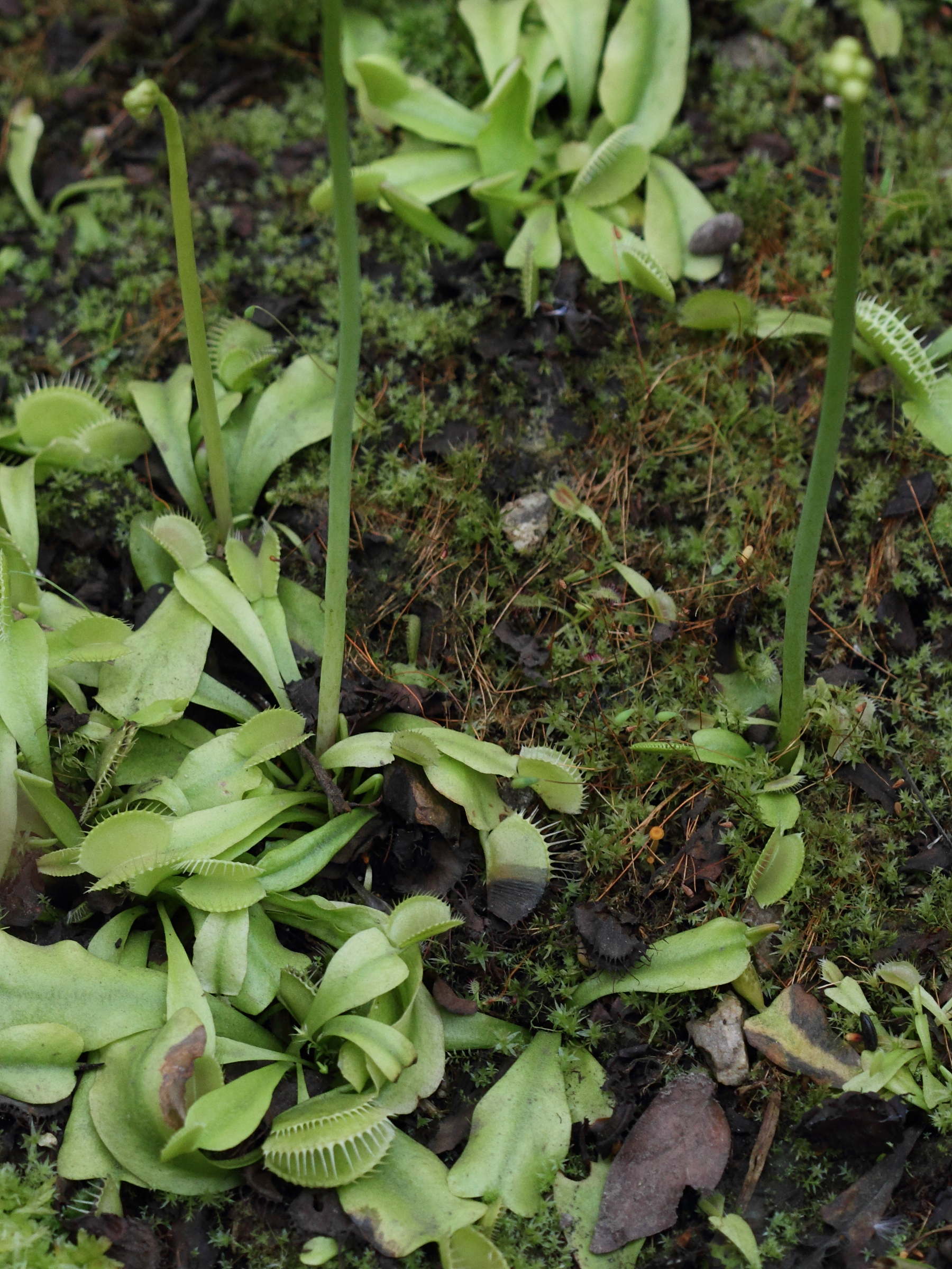 Afficher le média dionaea_muscipula3bd dionaea_muscipula3bd