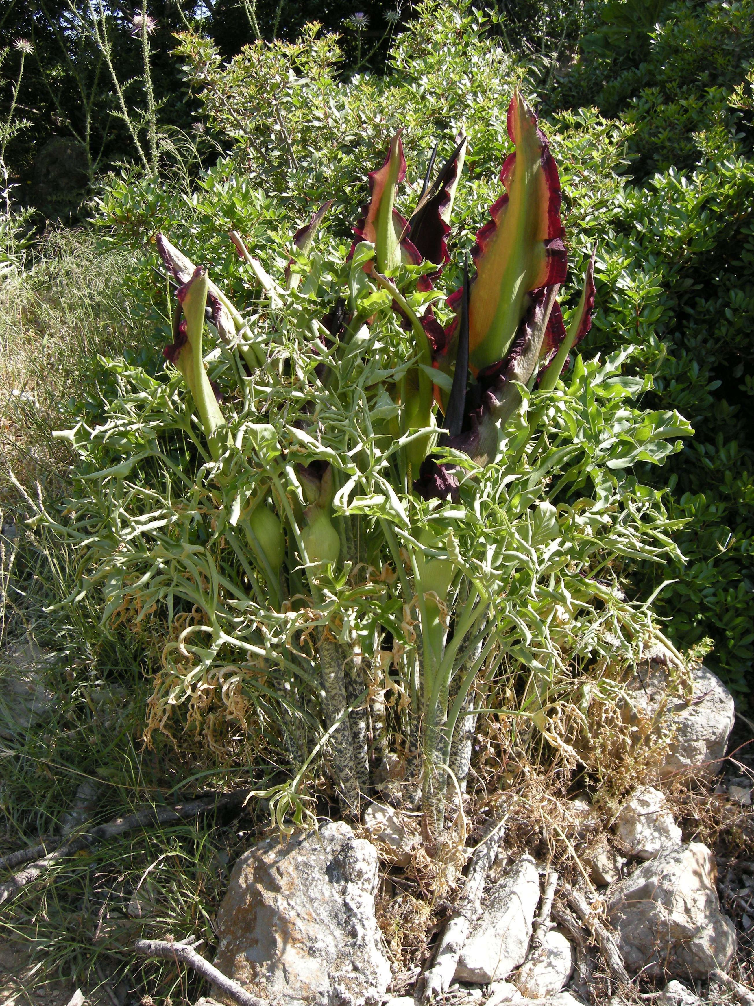 dracunculus_vulgaris6md