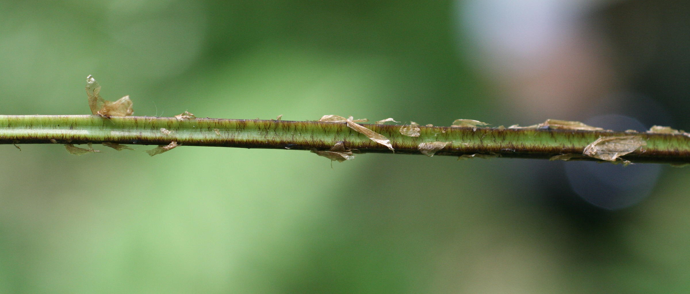 Afficher le média dryopteris_carthusiana3md dryopteris_carthusiana3md