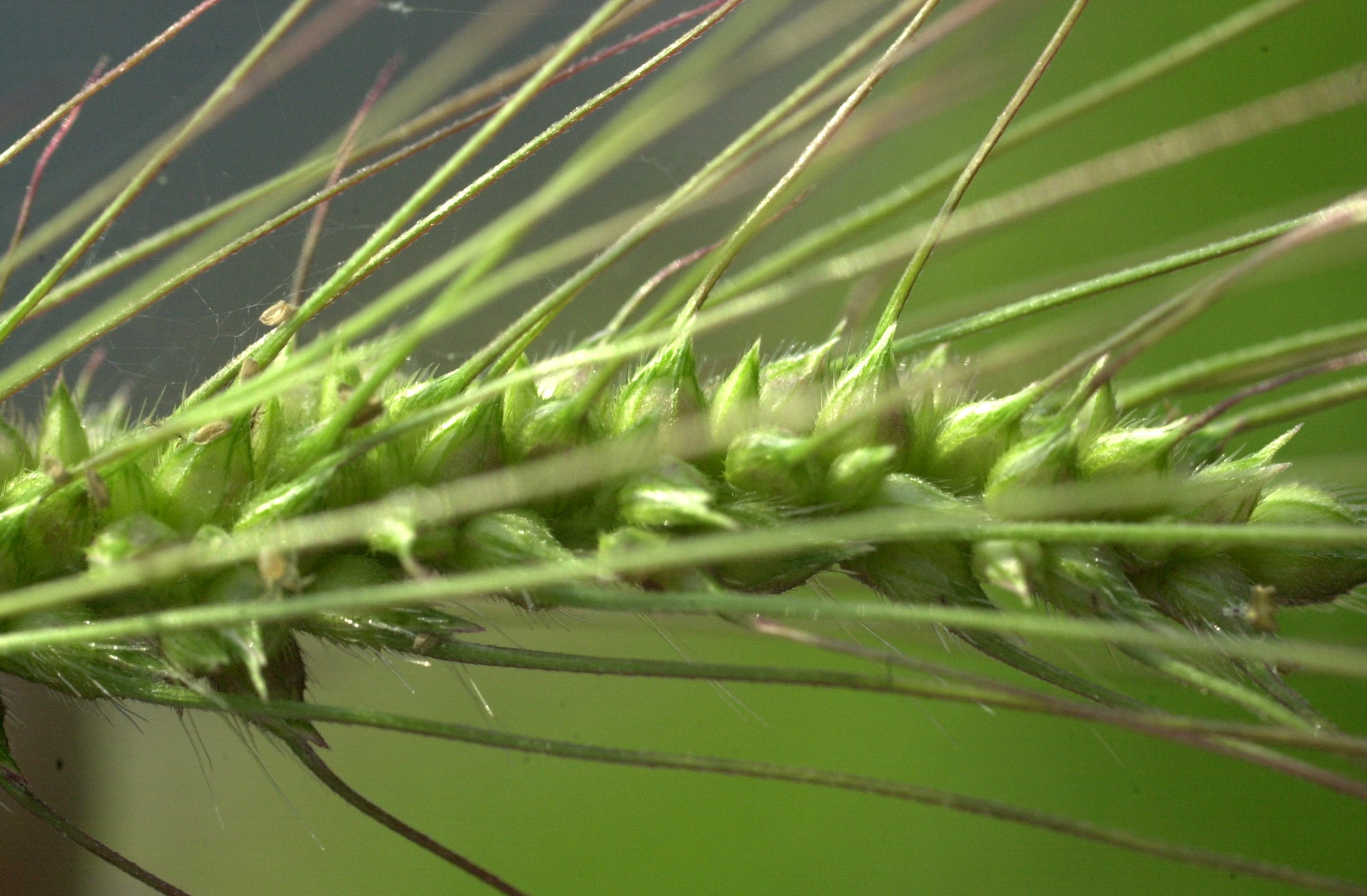 Afficher le média echinochloa_crus-galli2amd echinochloa_crus-galli2amd