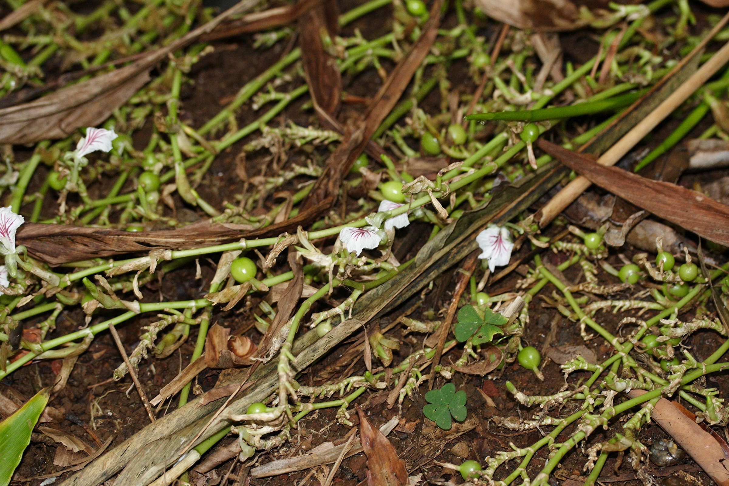 elettaria_cardamomum3md