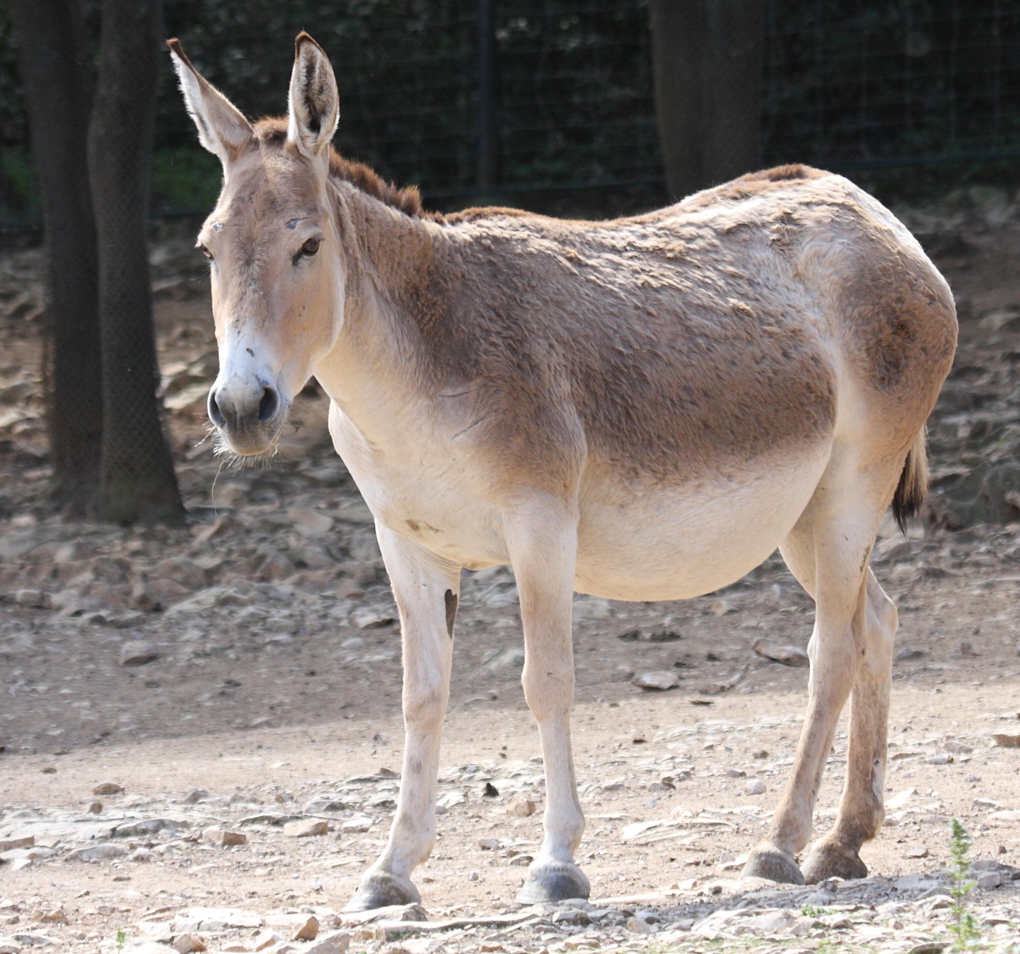Equus_hemionus
