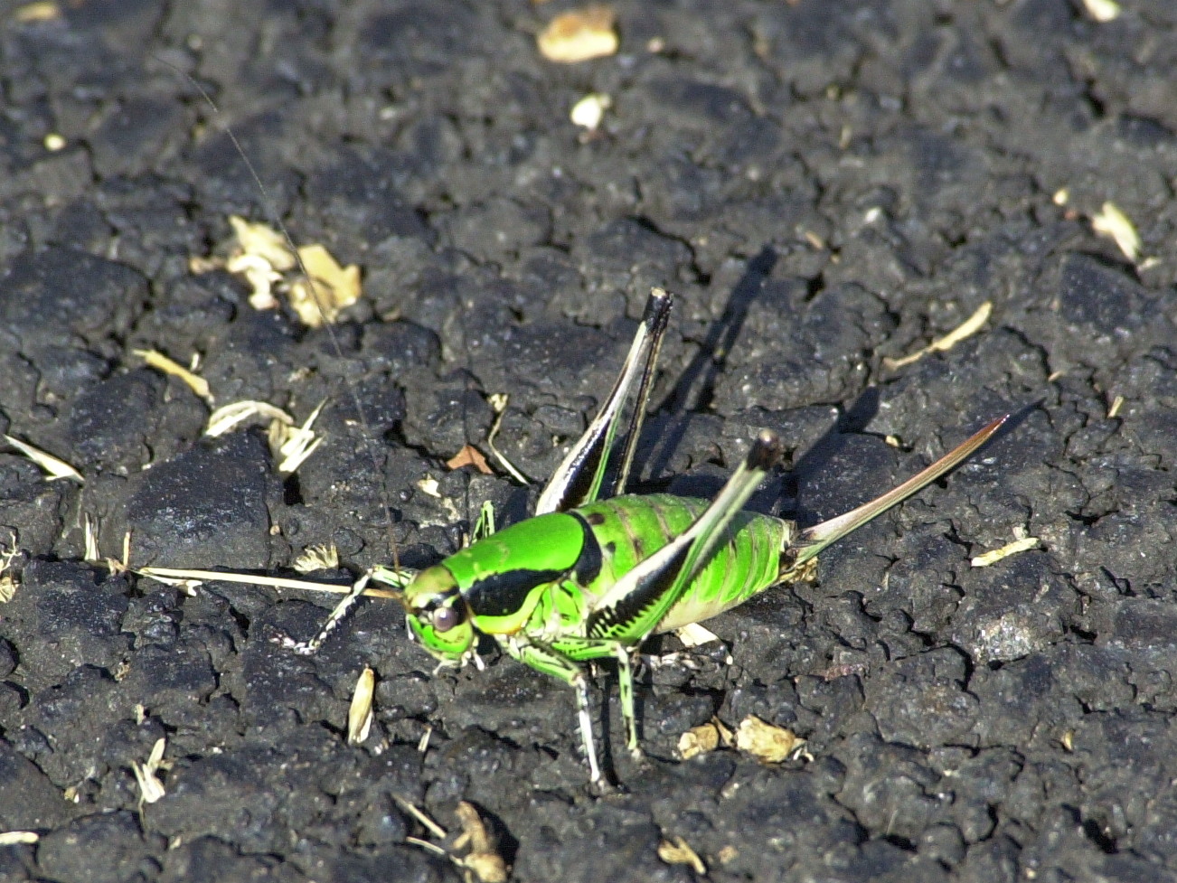 eupholidoptera_chabrieri1md