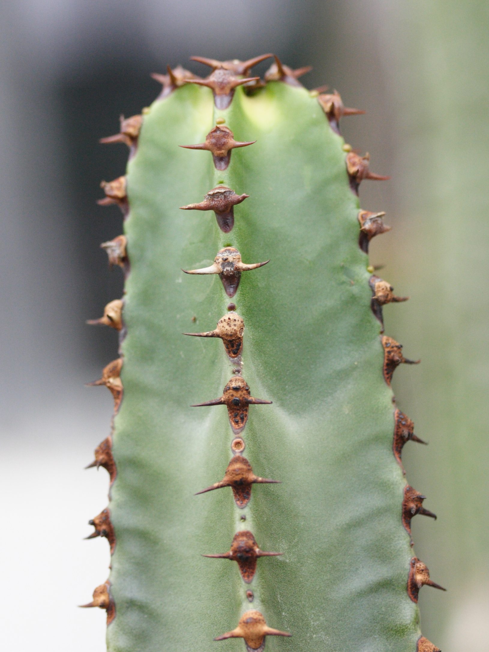 euphorbia_canariensis3md