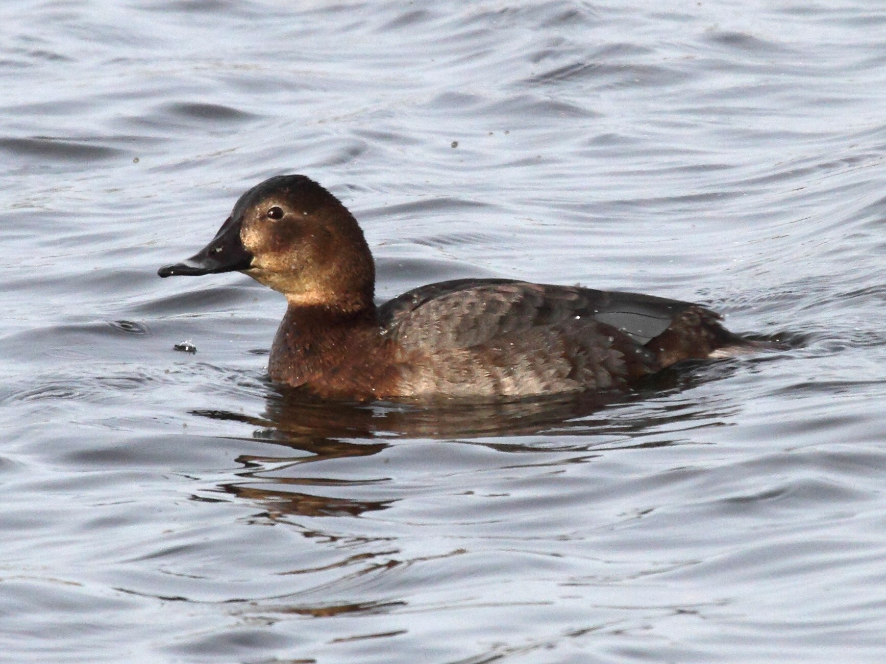 fuligule_milouin_-_aythya_ferina2bd