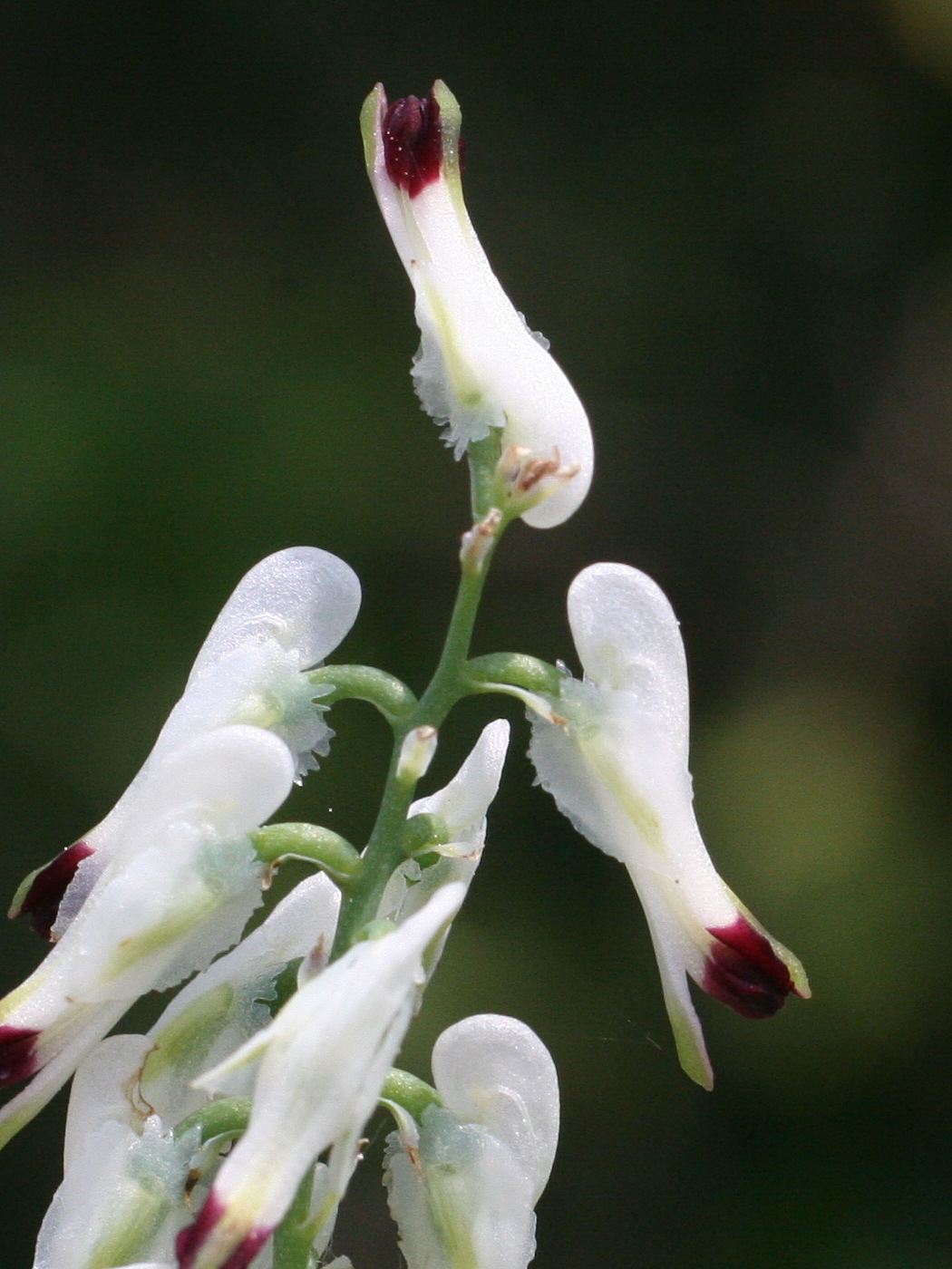 Afficher le média fumaria_capreolata3md fumaria_capreolata3md