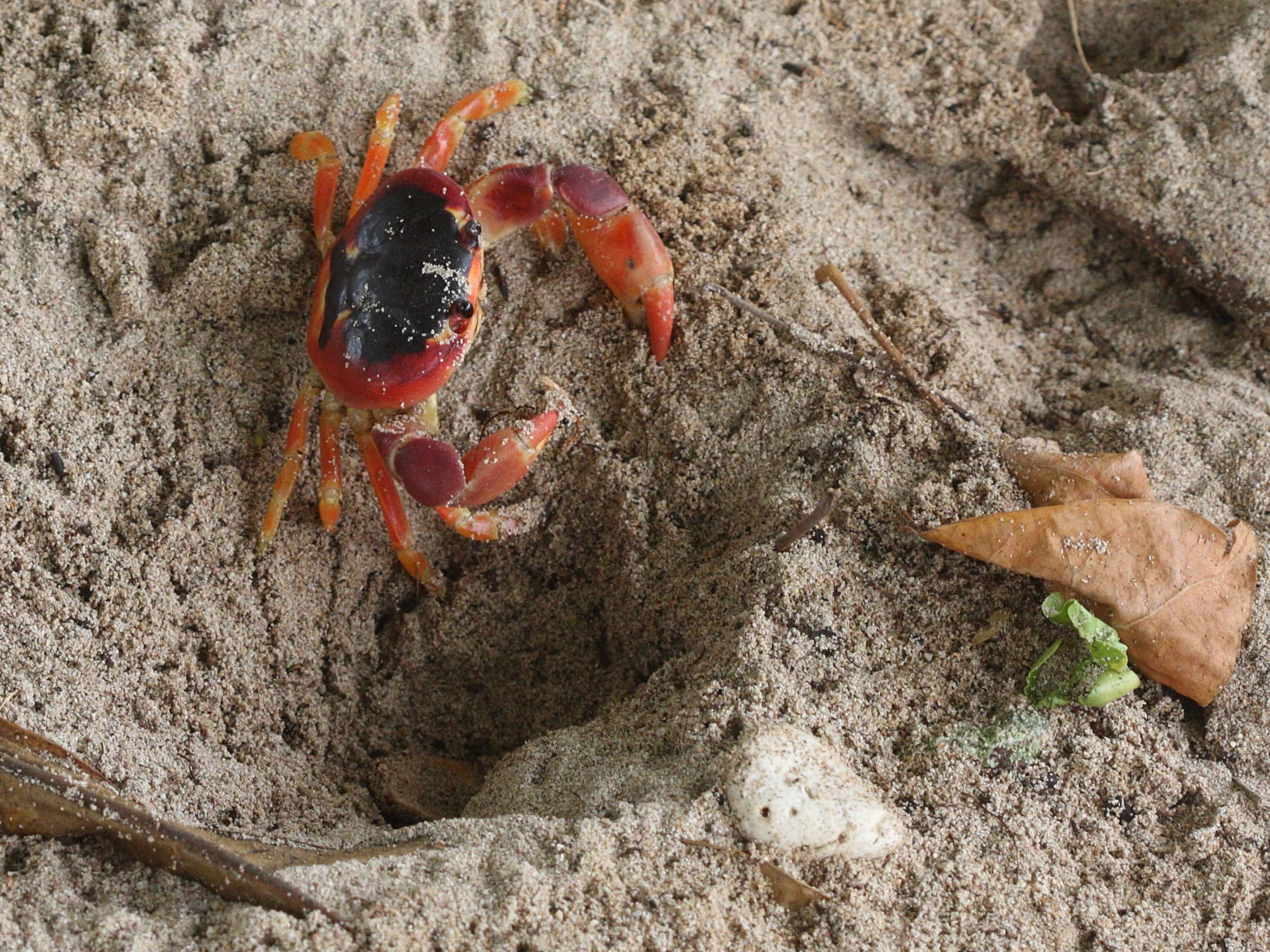 gecarcinus_lateralis3md