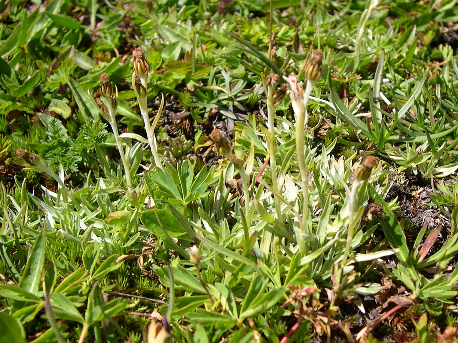 Afficher le média gnaphalium_hoppeanum3md gnaphalium_hoppeanum3md