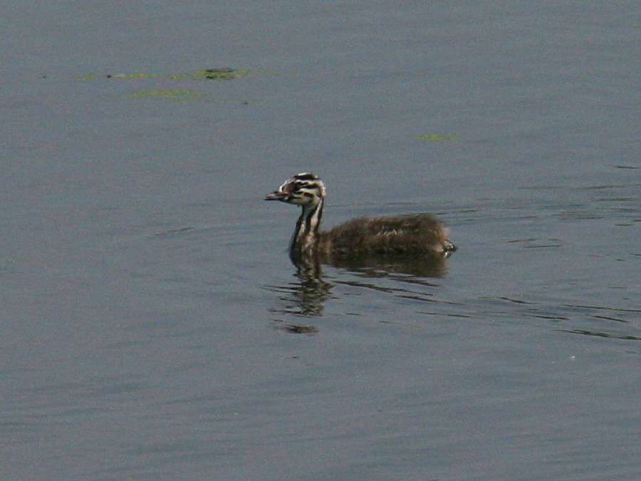 grebe_huppe_-_podiceps_cristatus4bd