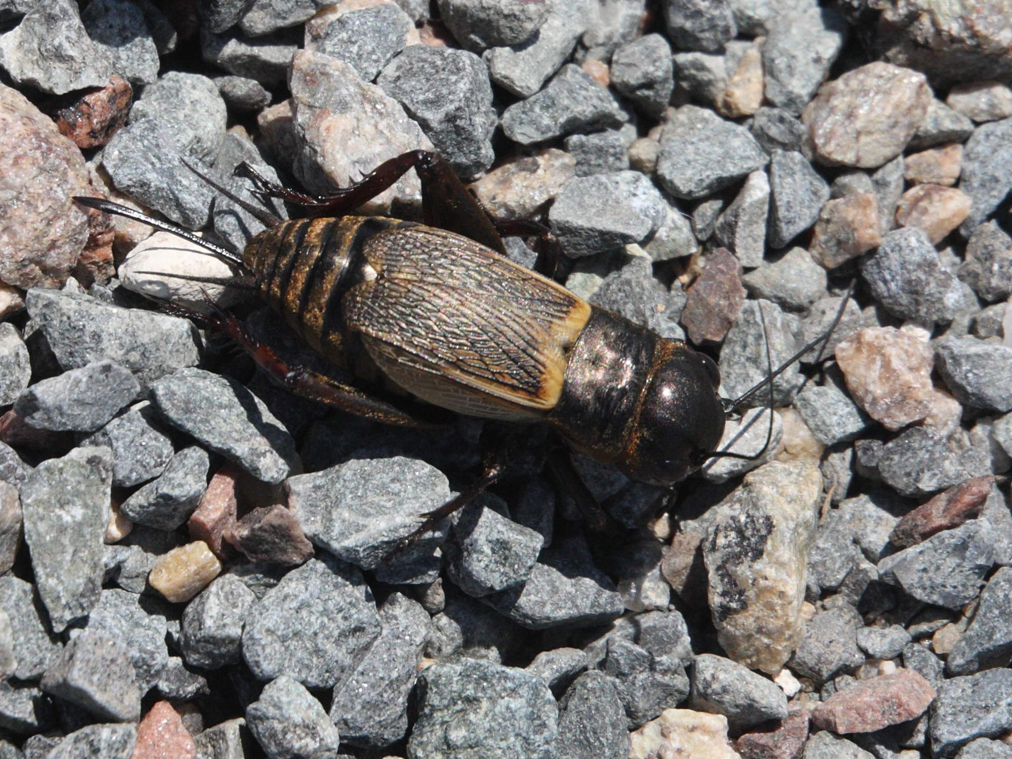 gryllus_campestris3md