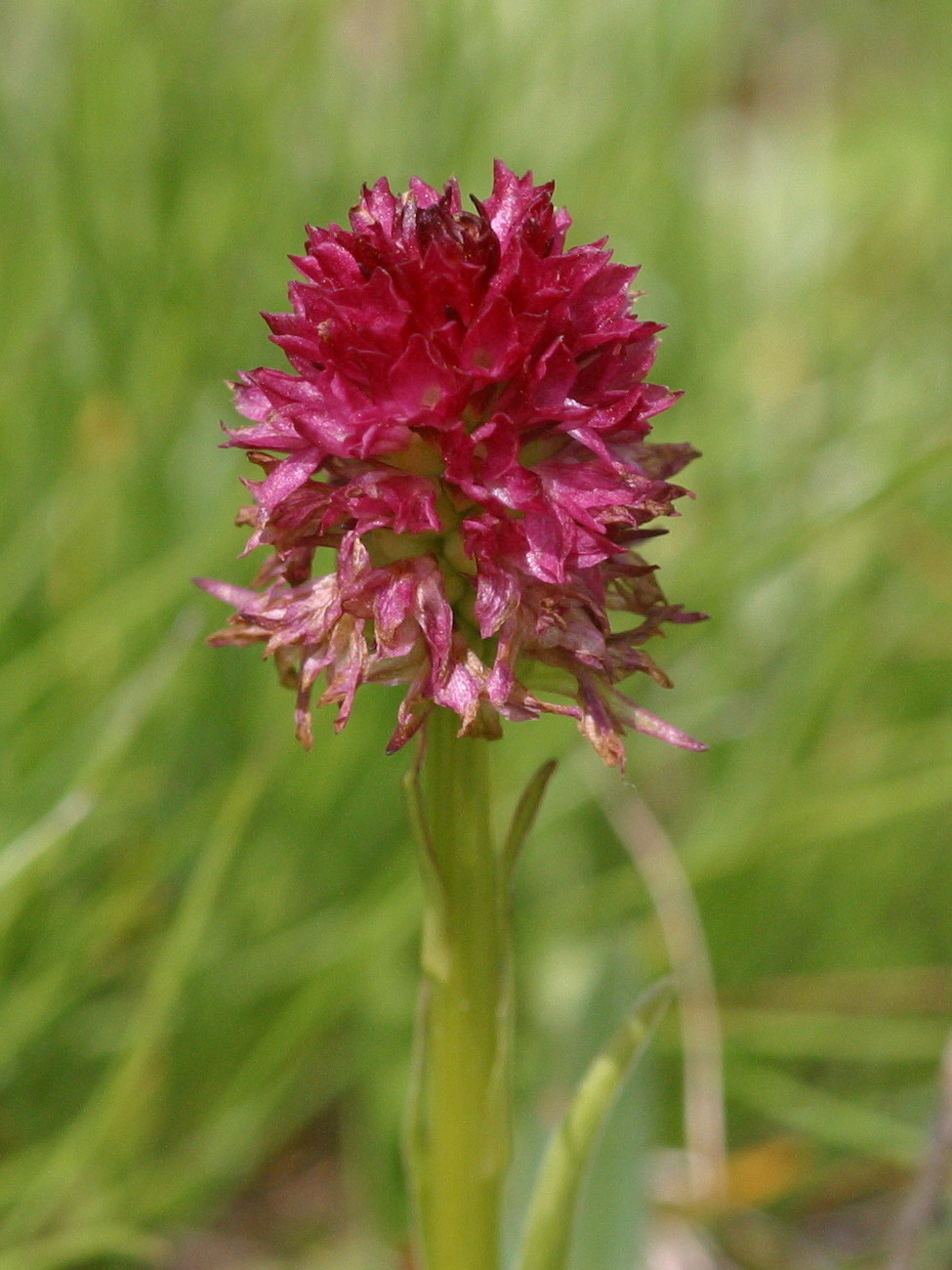 gymnadenia_nigra_rhellicani1bmd