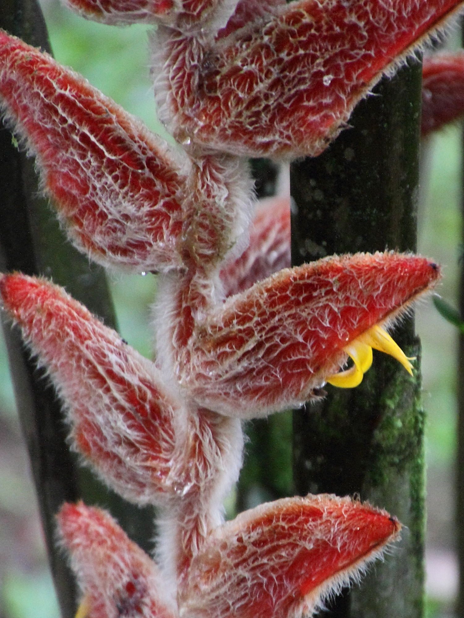 heliconia_danielsiana4md