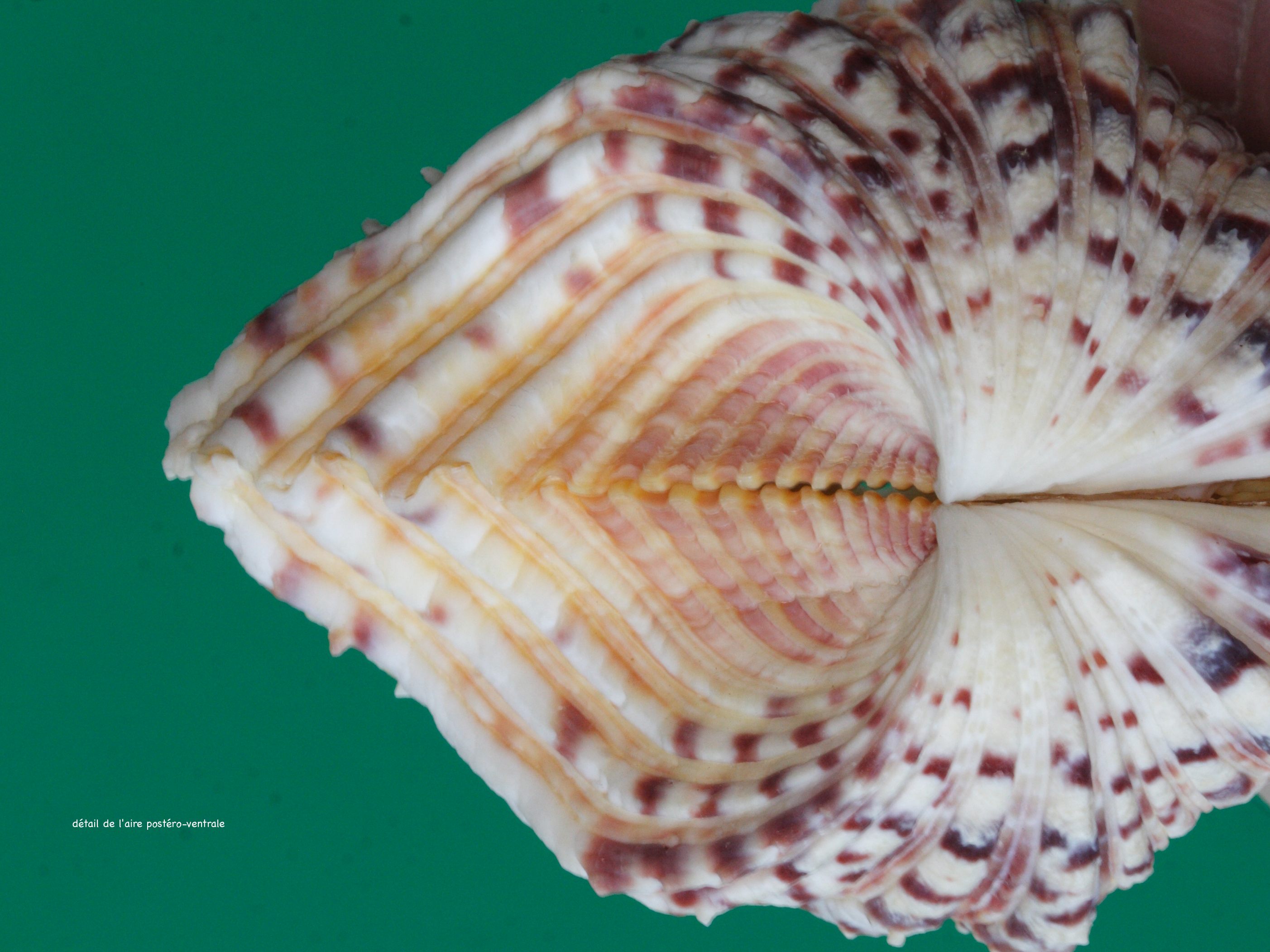 hippopus_hippopus3md