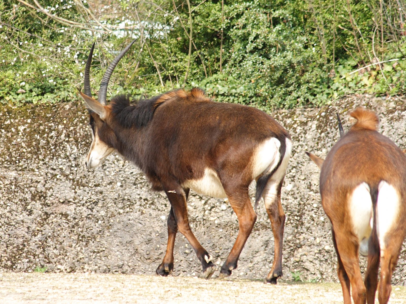 hippotragus_niger2sd