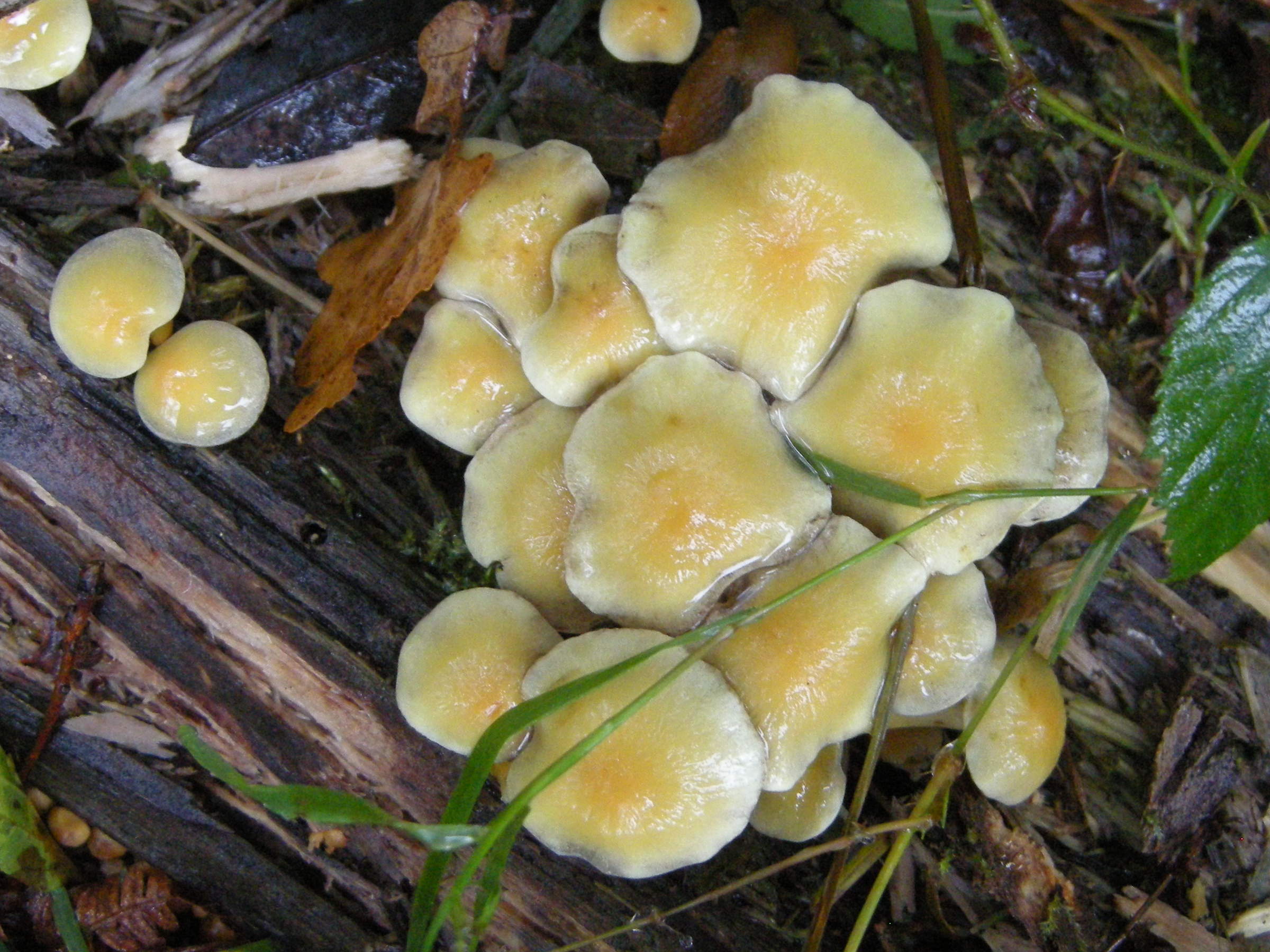 Afficher le média hypholoma_fasciculare5md hypholoma_fasciculare5md