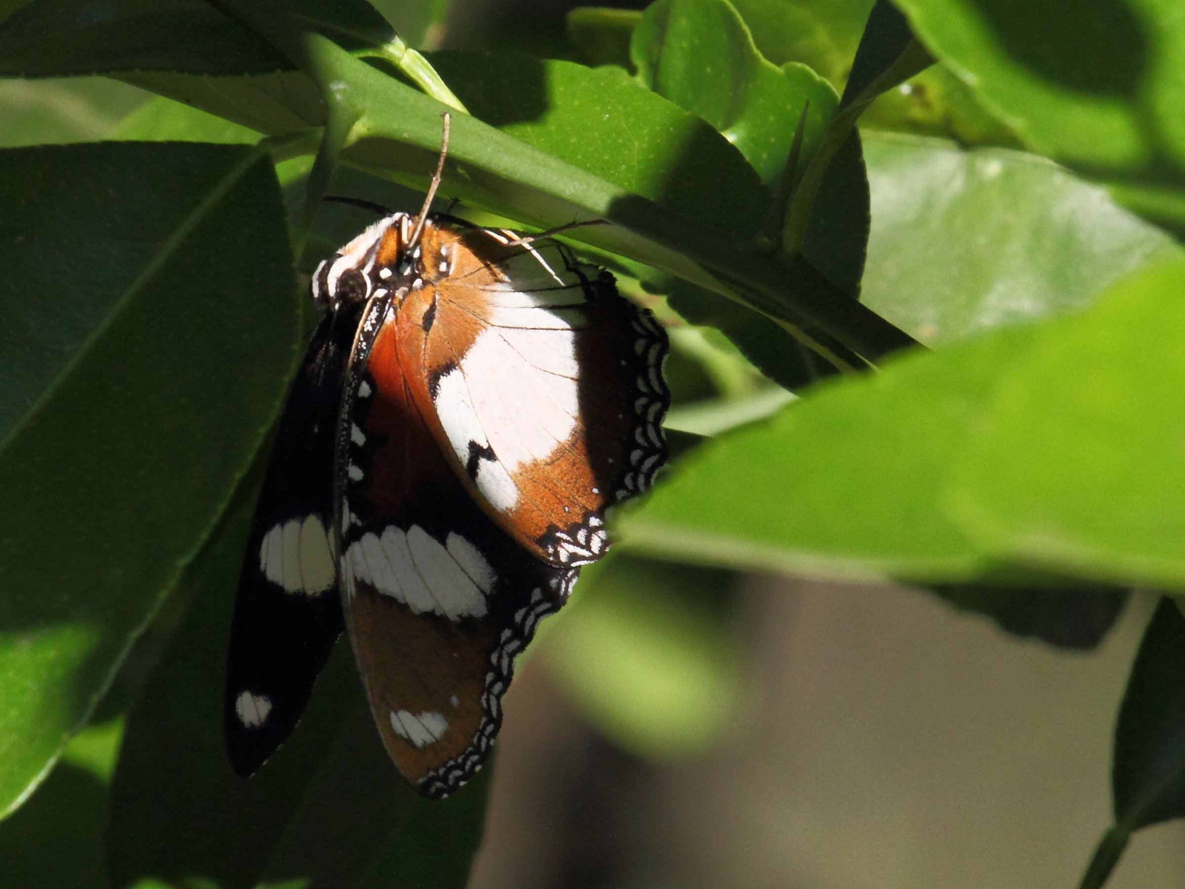 hypolimnas_misippus2bd