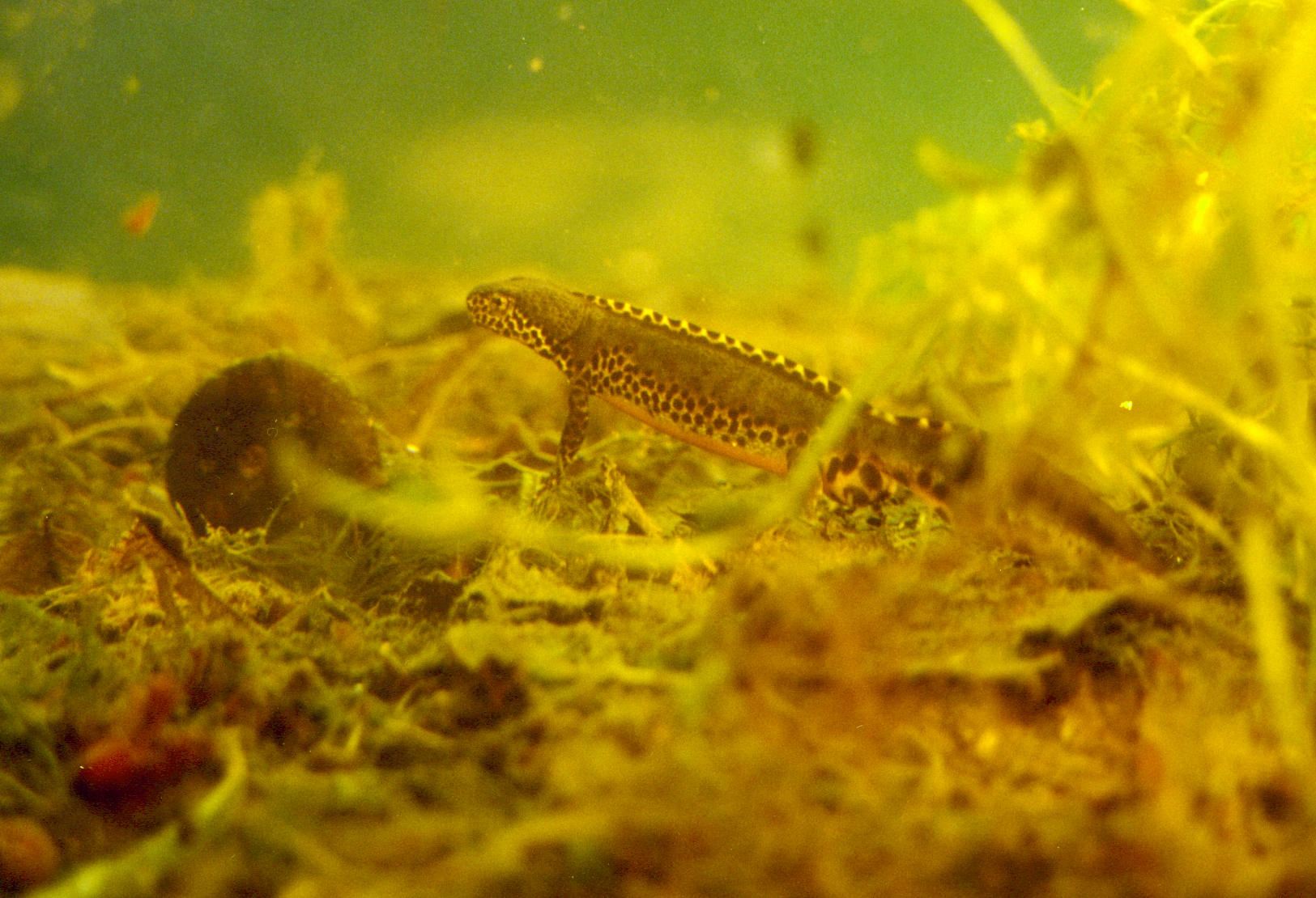 ichthyosaura_alpestris2md