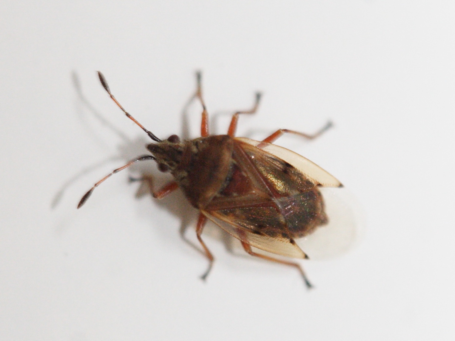 kleidocerys_resedae1md