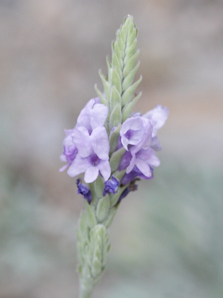 Afficher le média lavandula_pinnata_var_pinnata2md lavandula_pinnata_var_pinnata2md