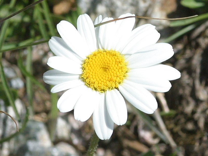 Afficher le média Leucanthemopsis_alpina Leucanthemopsis_alpina