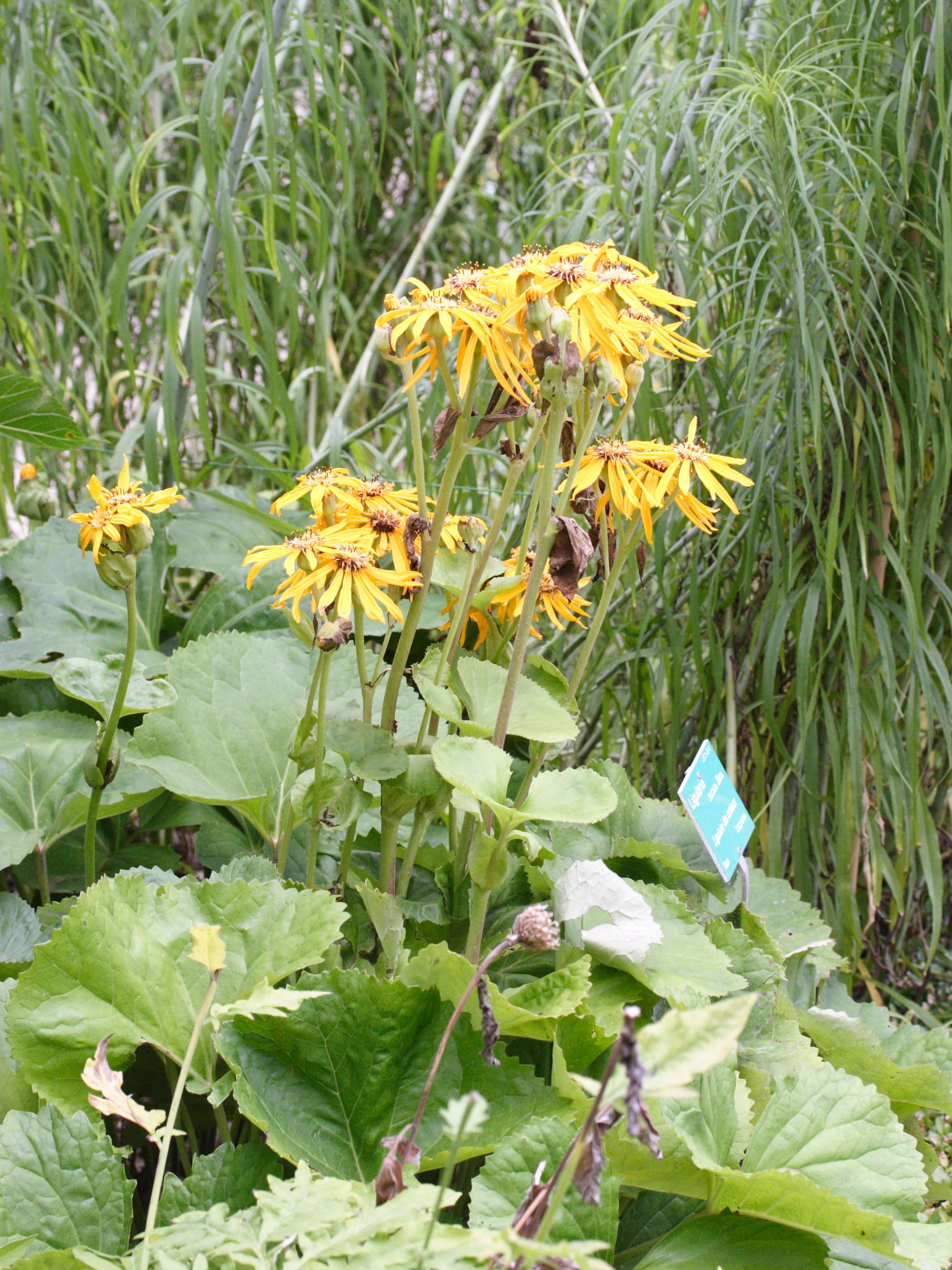 ligularia_dentata1md