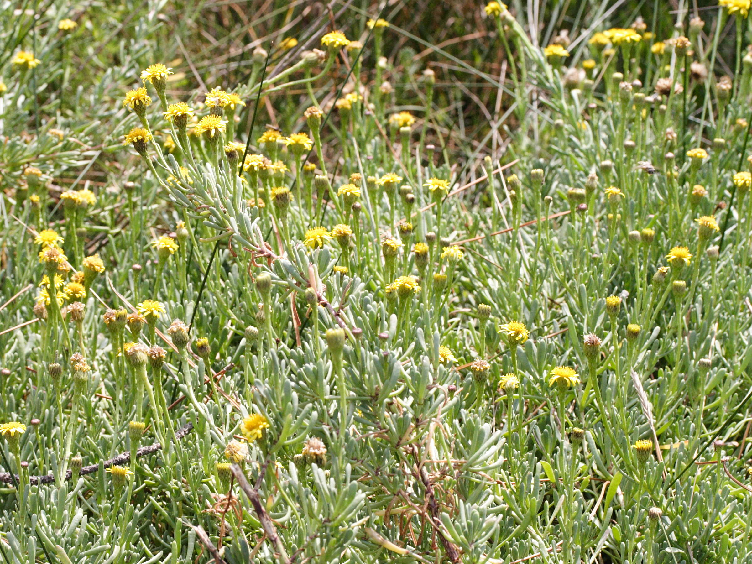 Limbarda_crithmoides