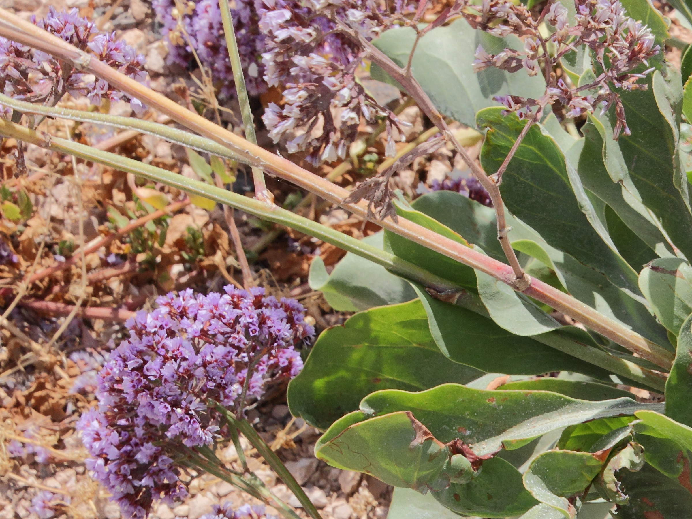 Afficher le média limonium_bourgeaui4md limonium_bourgeaui4md