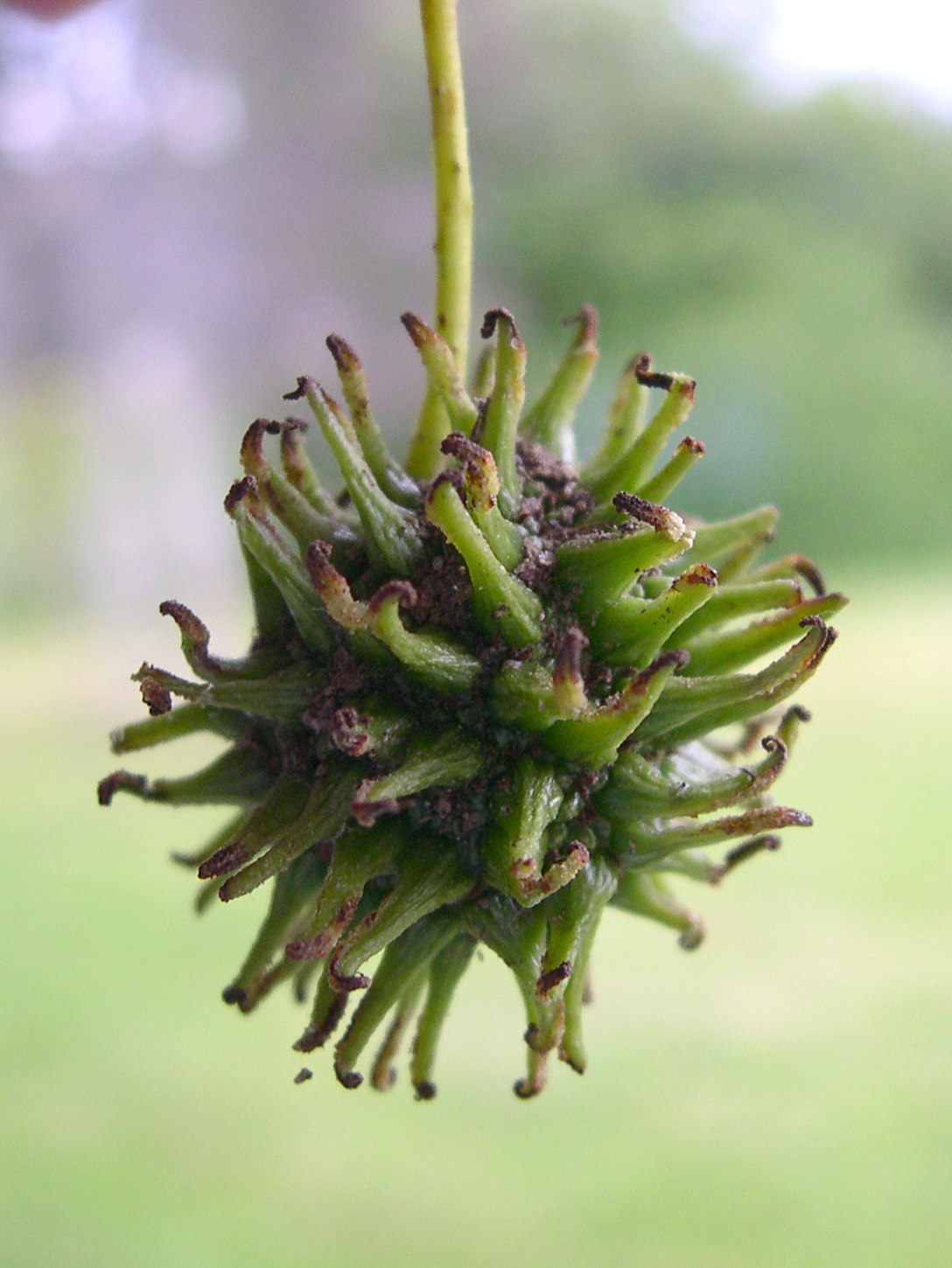 liquidambar_styraciflua5amd