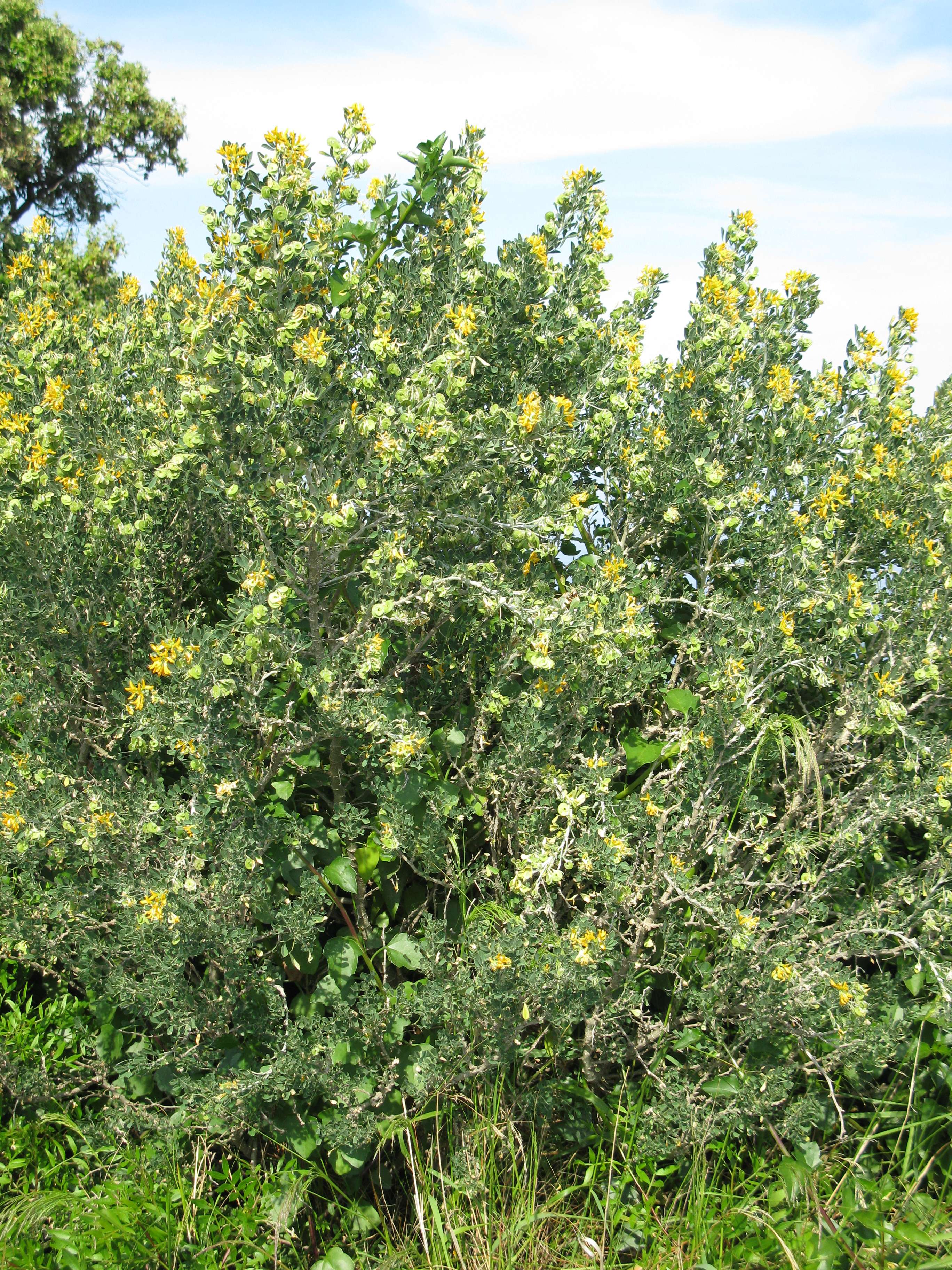 medicago_arborea1bmv