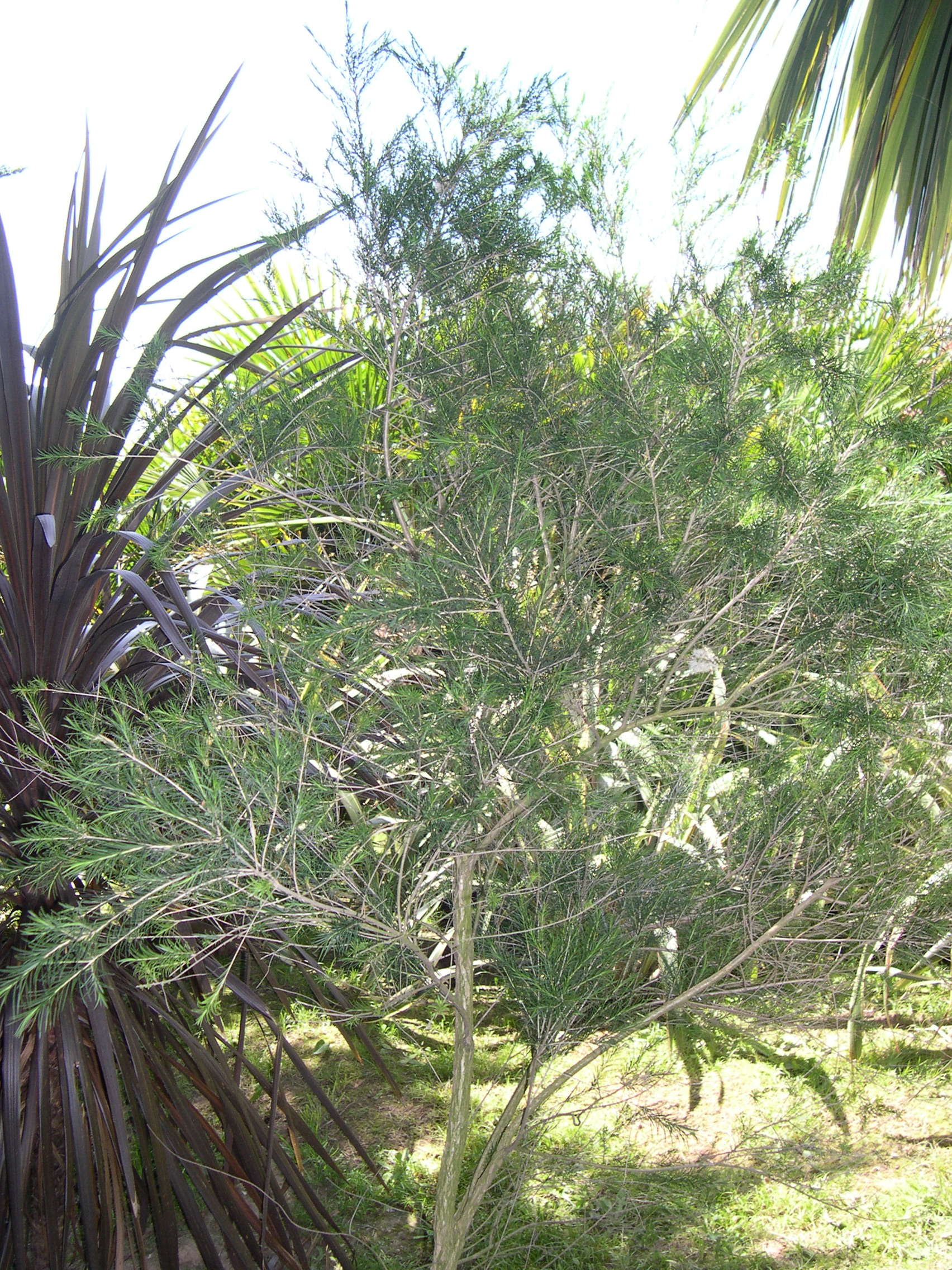 melaleuca_armillaris1md
