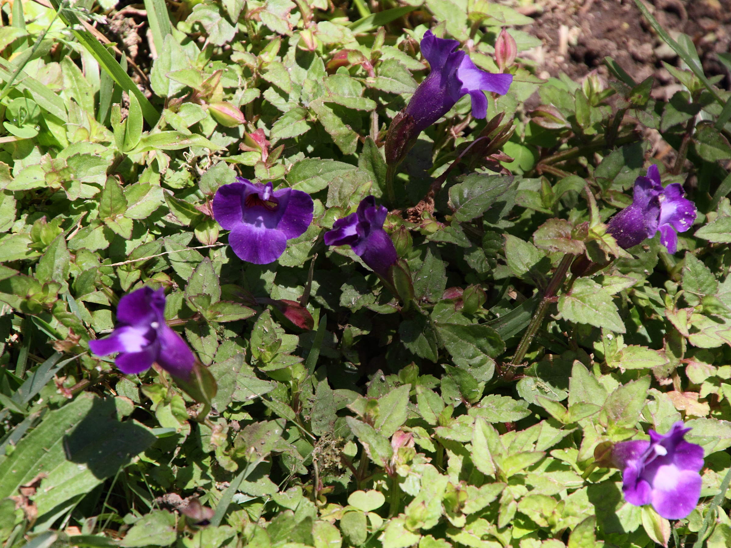 monopyle_puberula2md