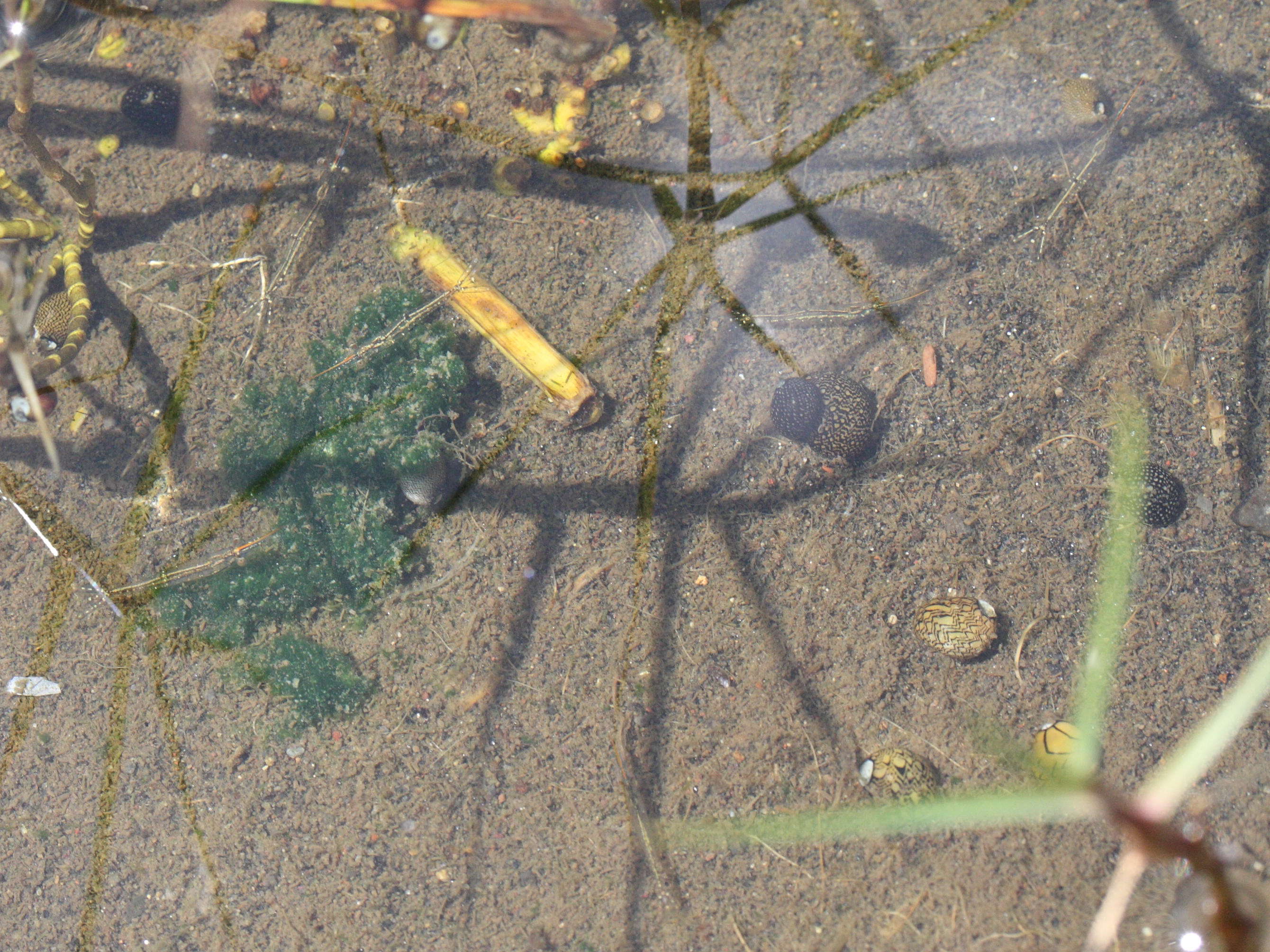 neritina_virginea3md