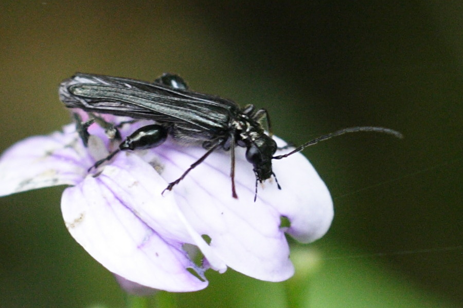 oedemera_atrata1md