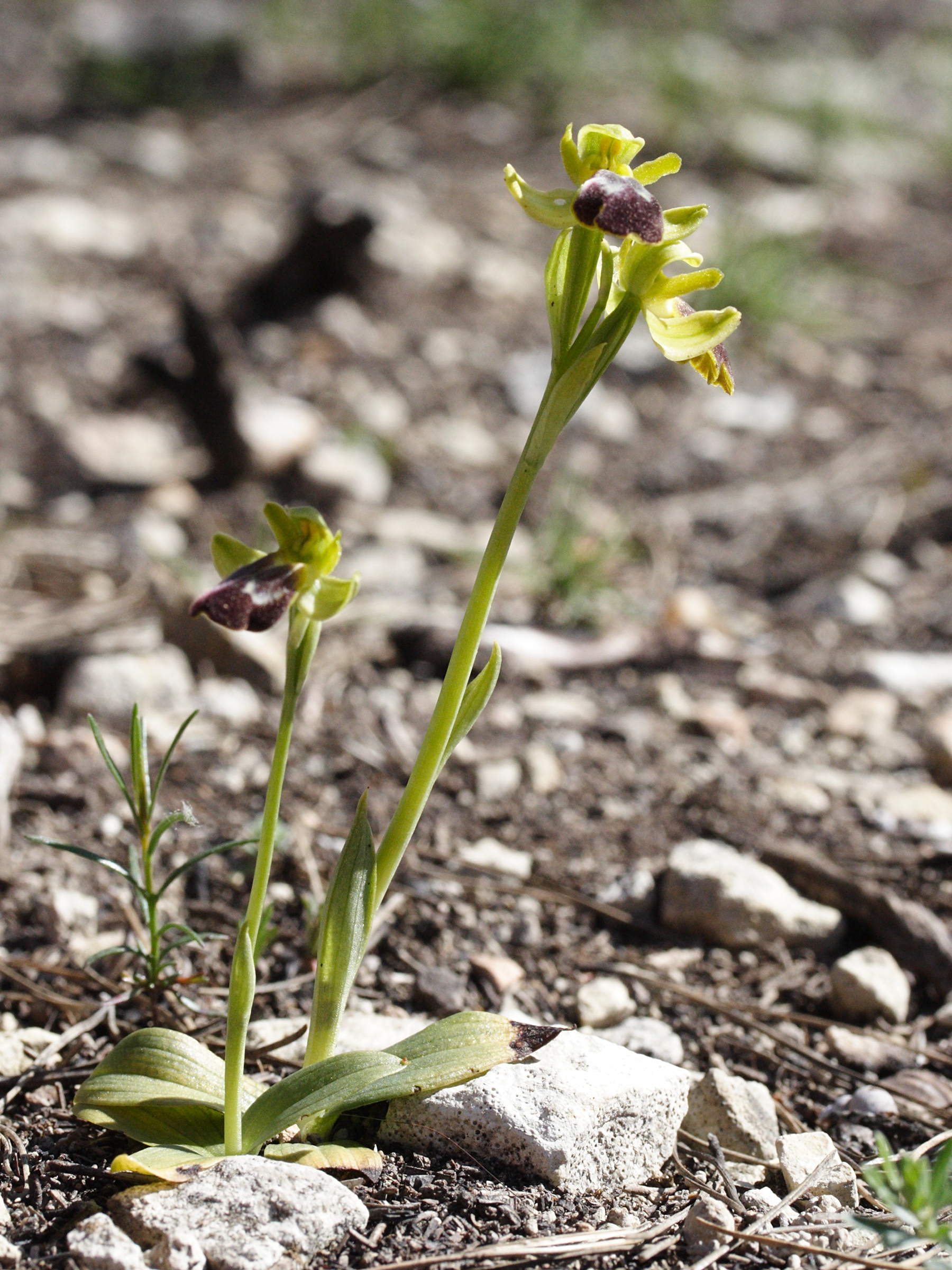 ophrys_fusca1md