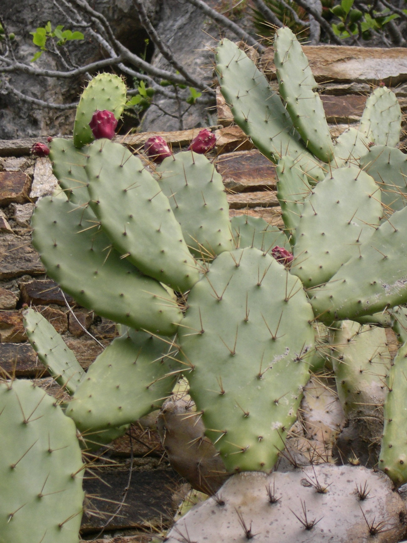 Opuntia_elatior