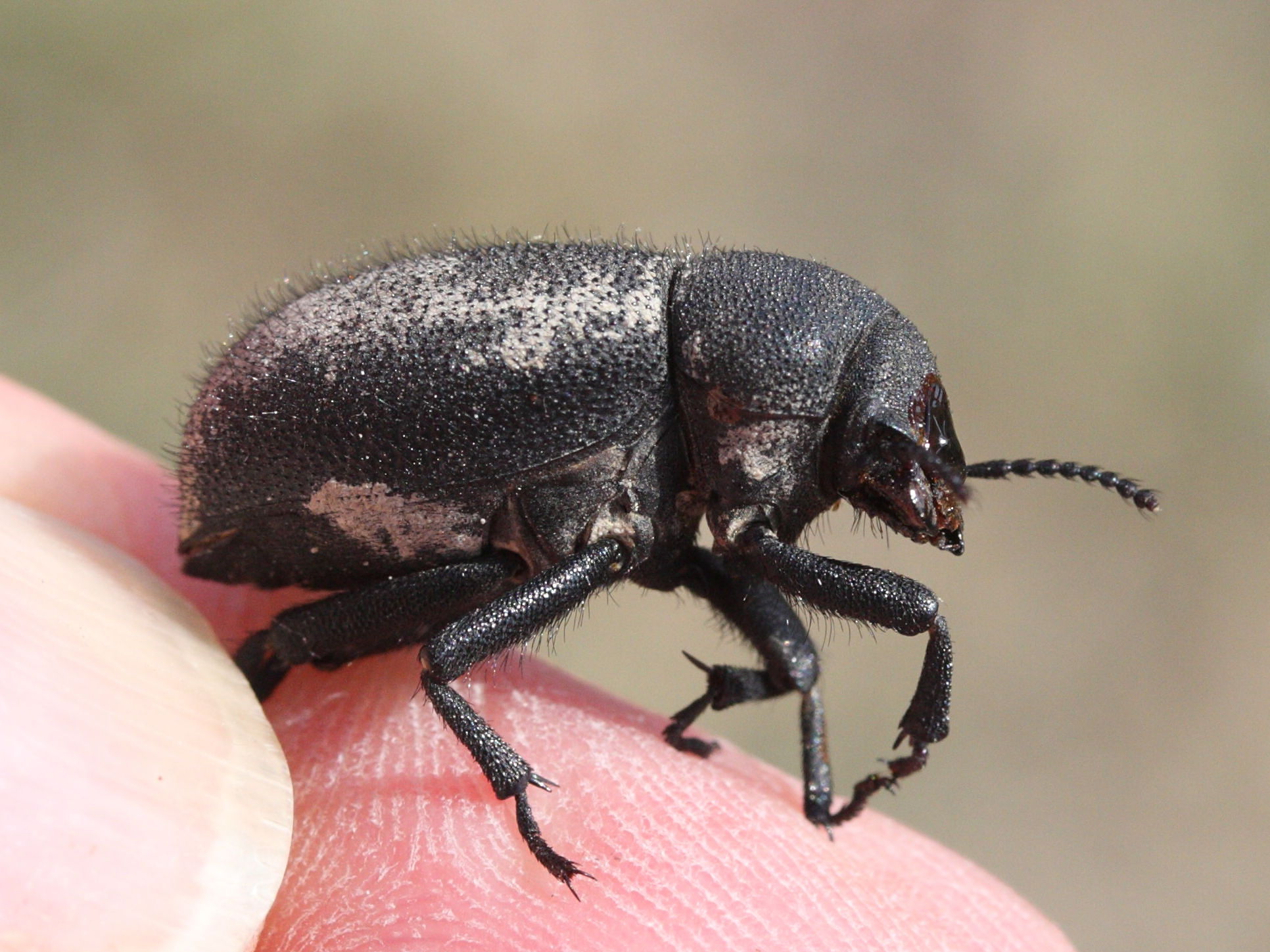 pachyscelis_villosa2md