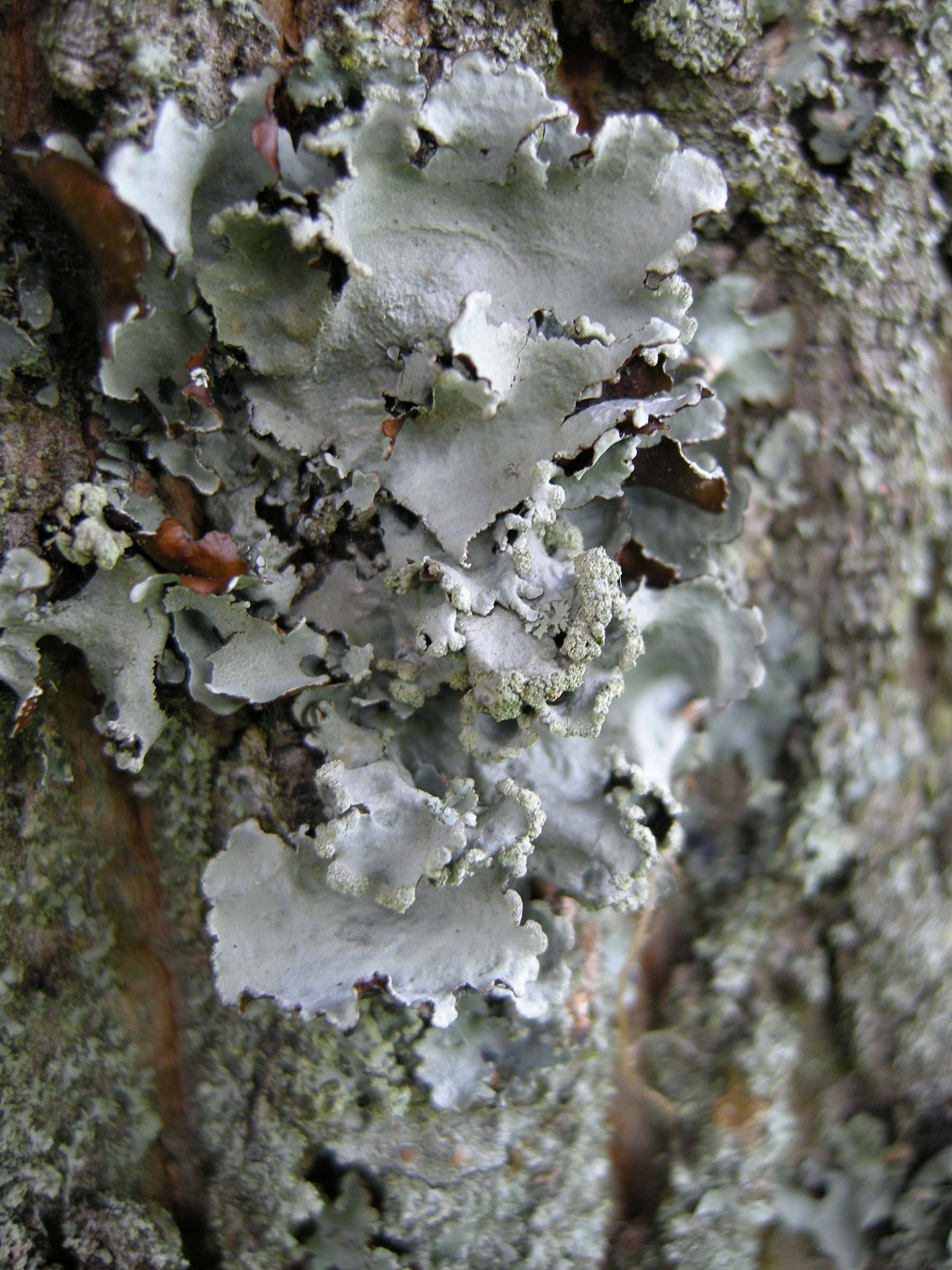 parmotrema_perlatum1md