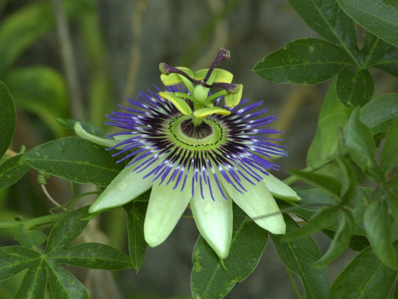 Passiflora_caerulea