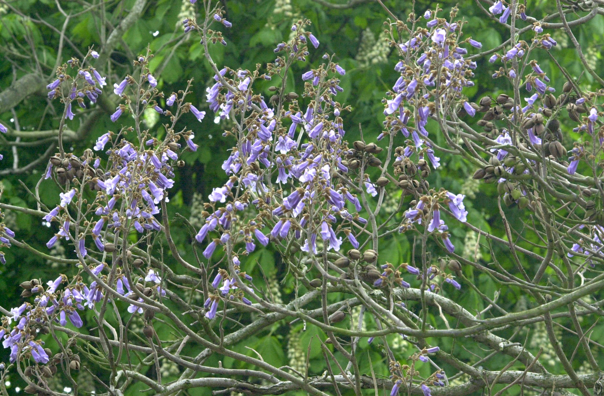 paulownia_tomentosa5md