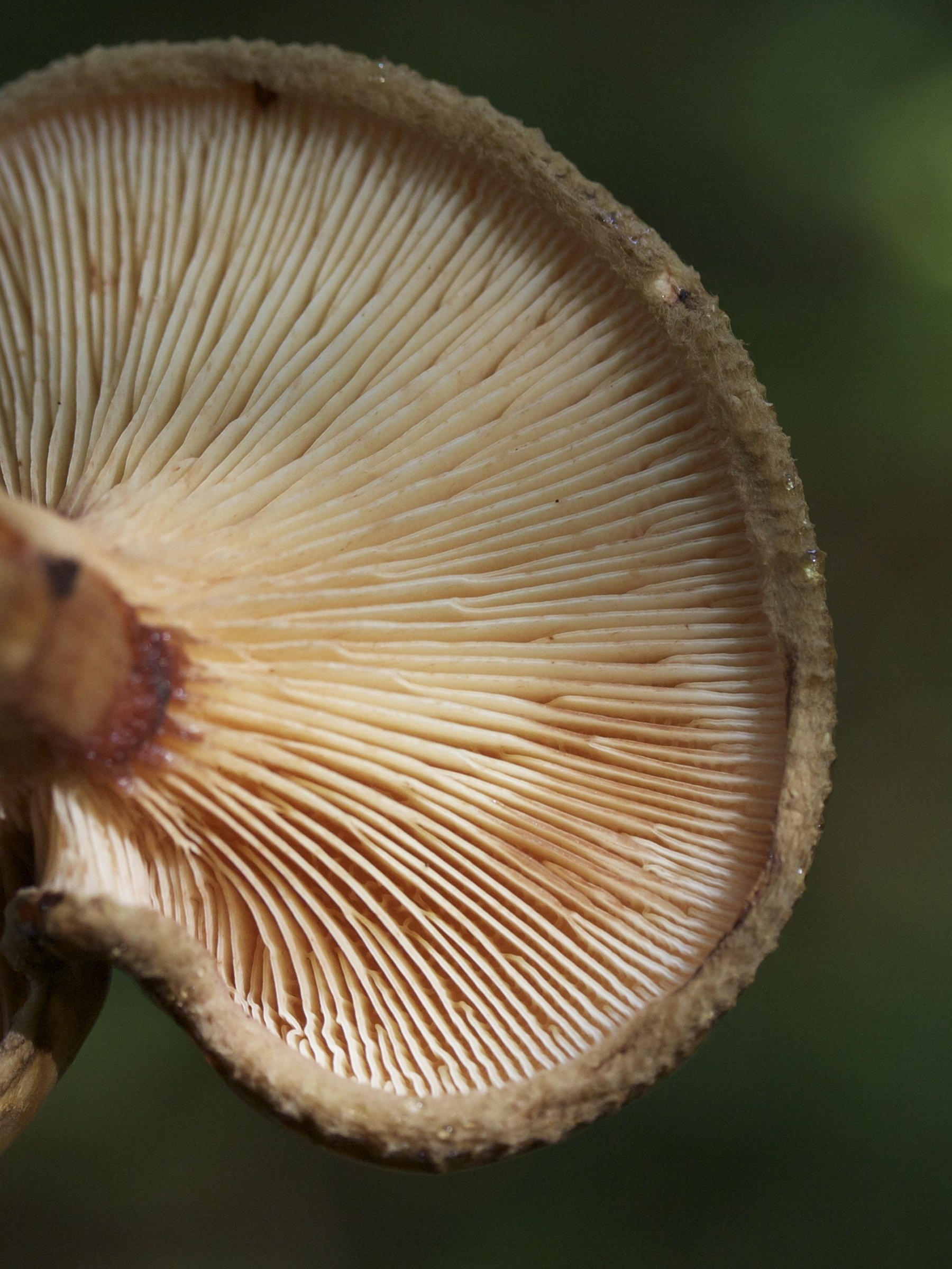 paxillus_involutus2md