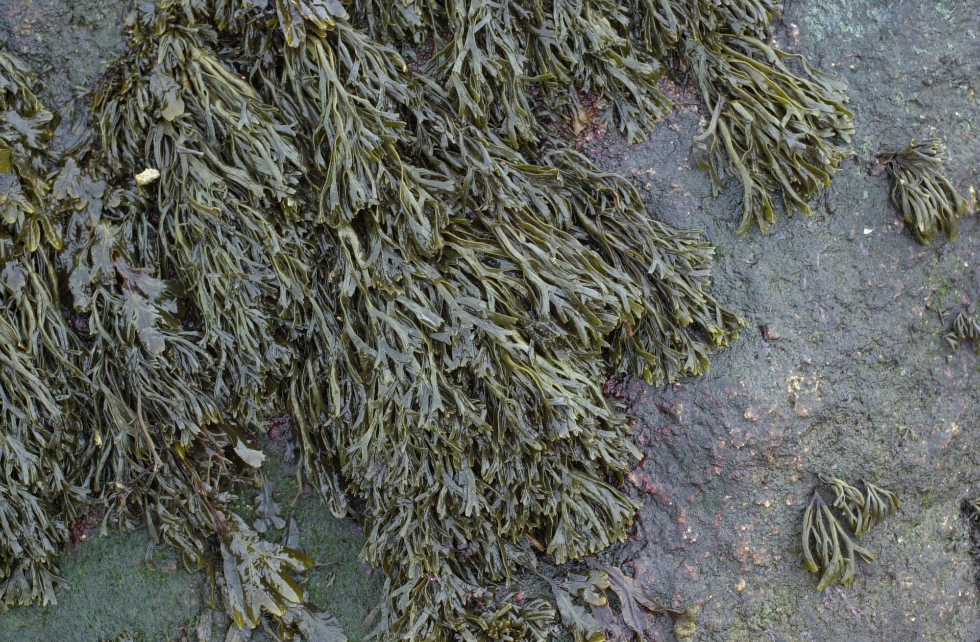 pelvetia_caniculata2md