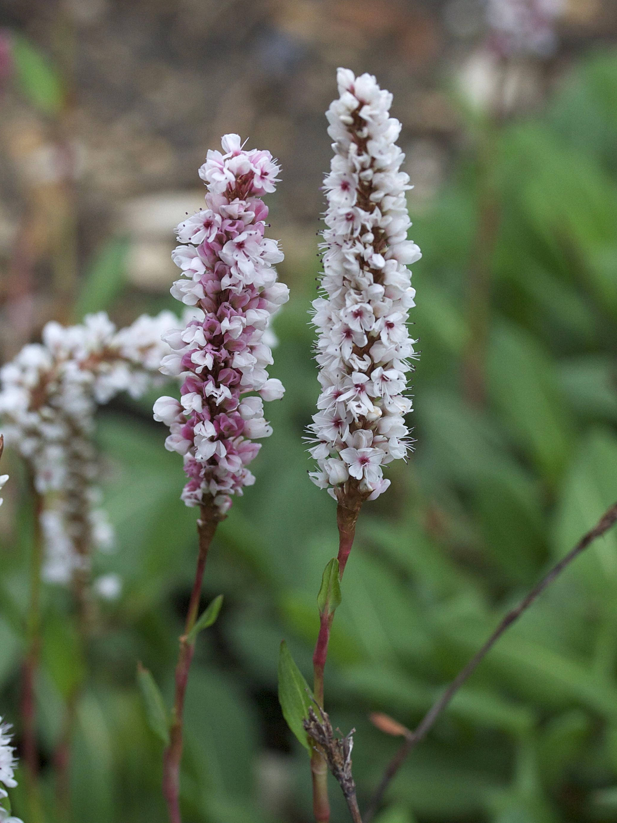 Afficher le média persicaria_affinis2md persicaria_affinis2md
