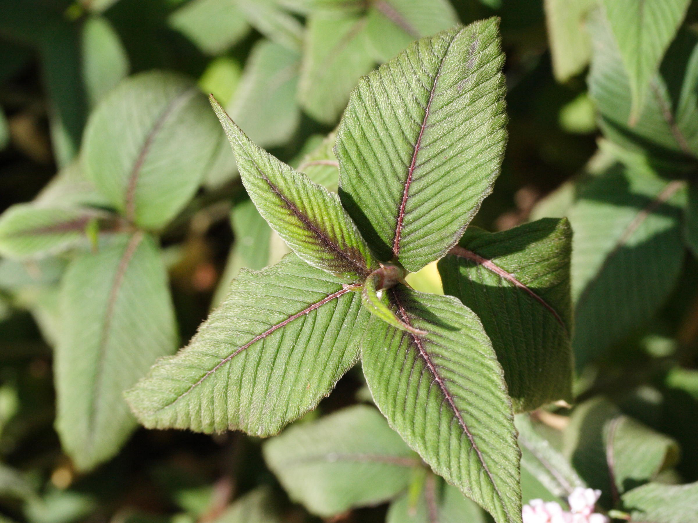 Afficher le média persicaria_campanulata2md persicaria_campanulata2md