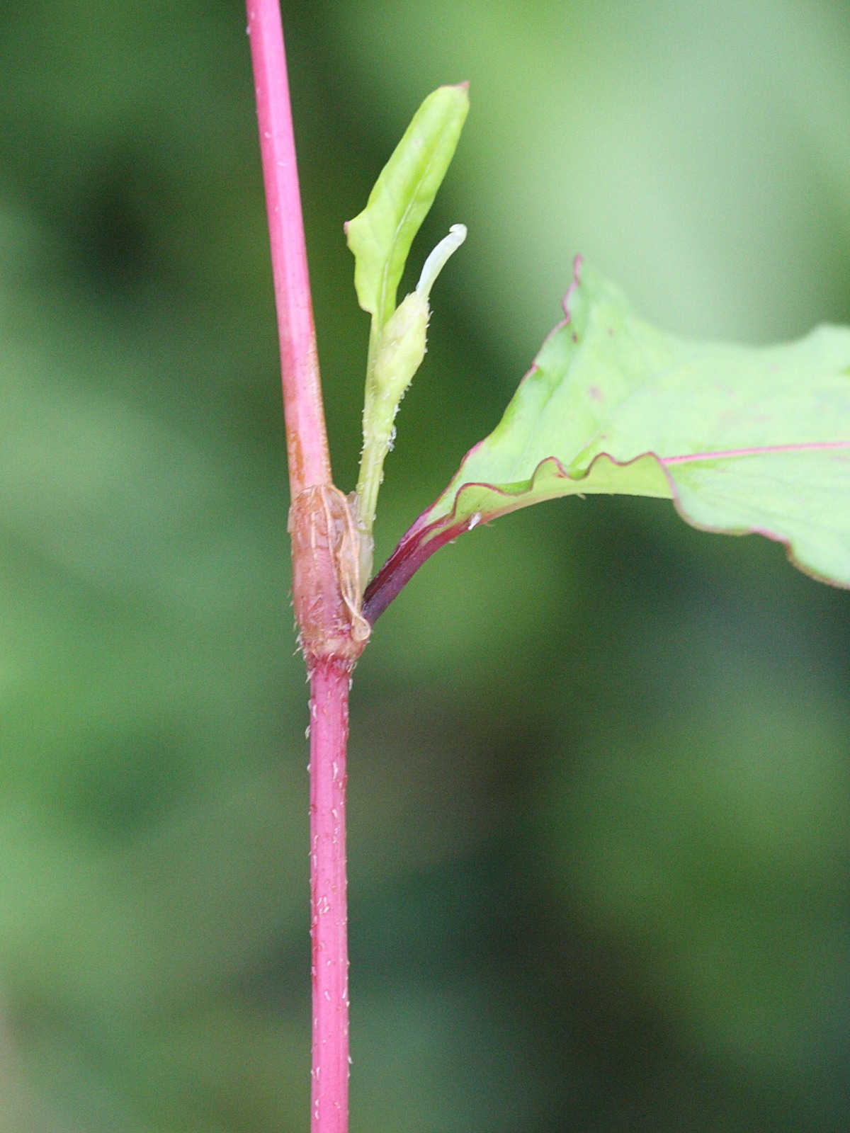 persicaria_chinensis2md
